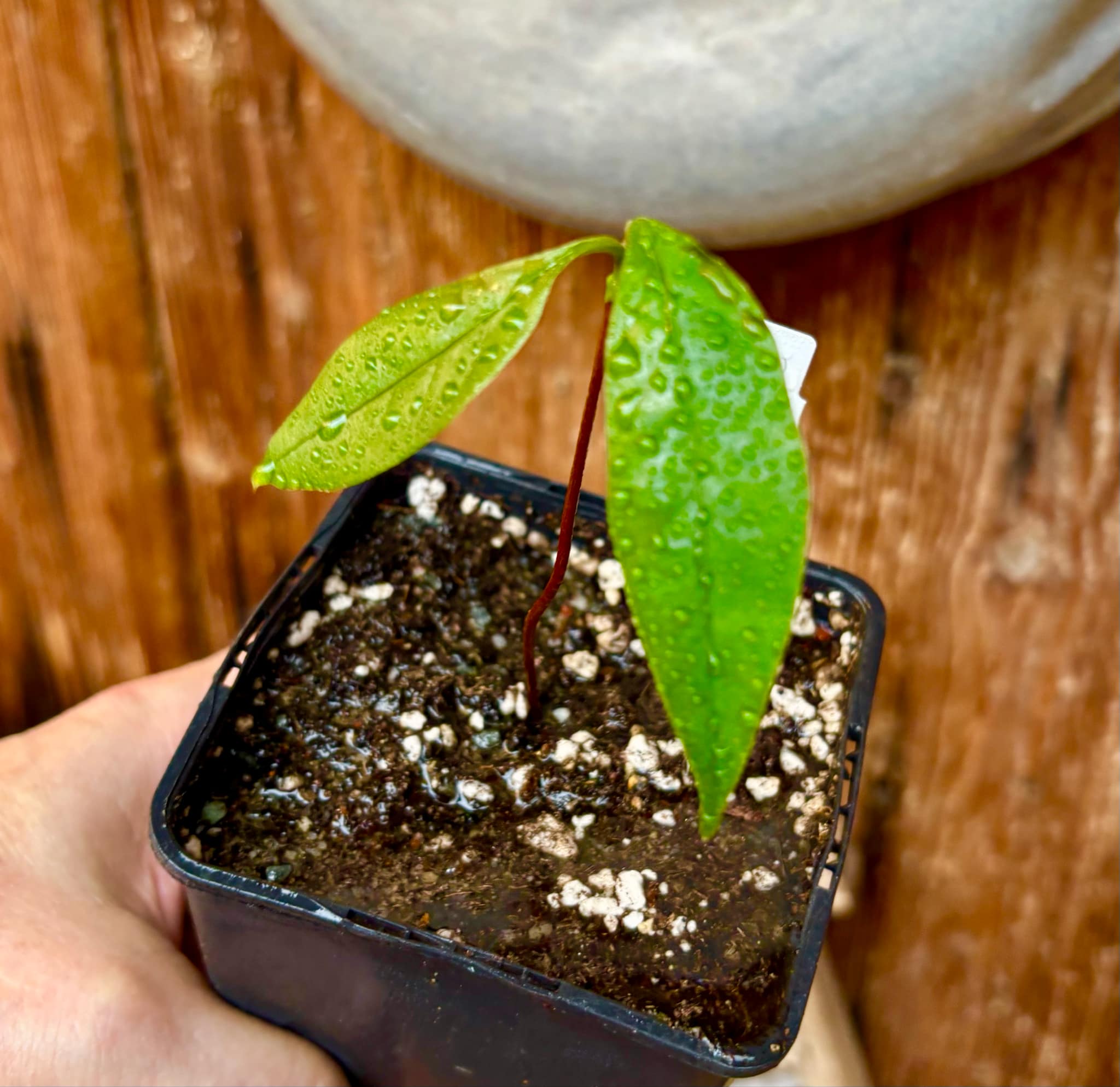 Pradosia sp Nova Cacau de Macaco  -  1 small potted seedling / 1 kleiner, getopfter Sämling