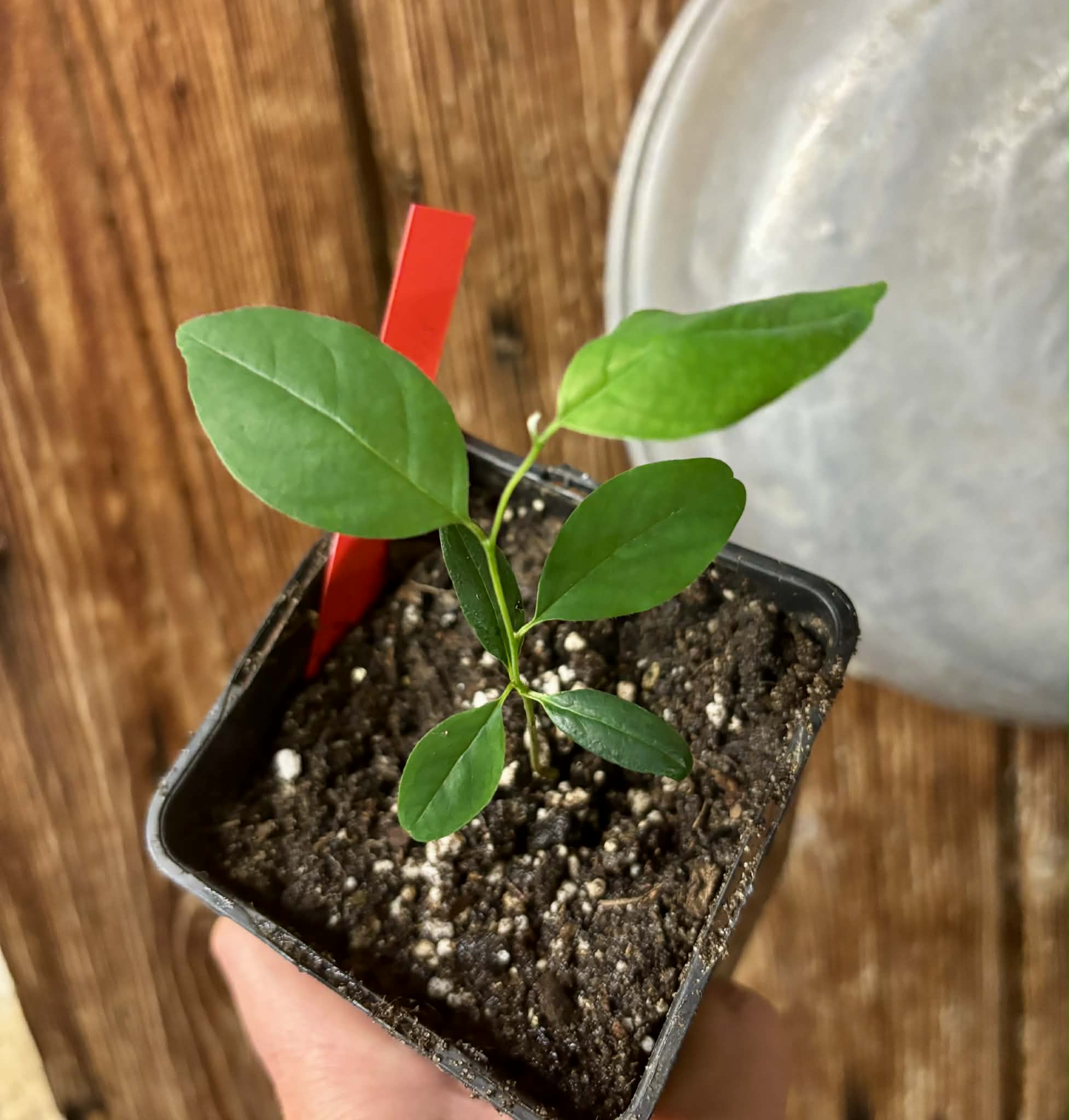 Annona bahiensis - 1 potted seedling / 1 getopfter Sämling