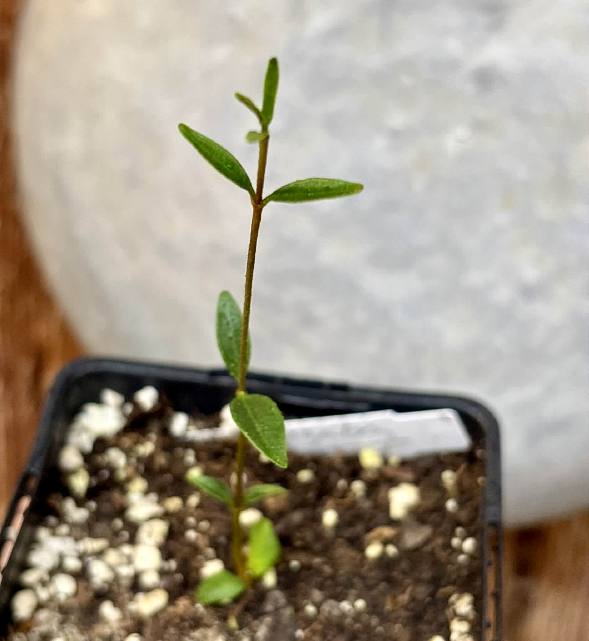 Mangaba (Hancornia speciosa) - 1 potted seedling / 1 getopfter Sämling