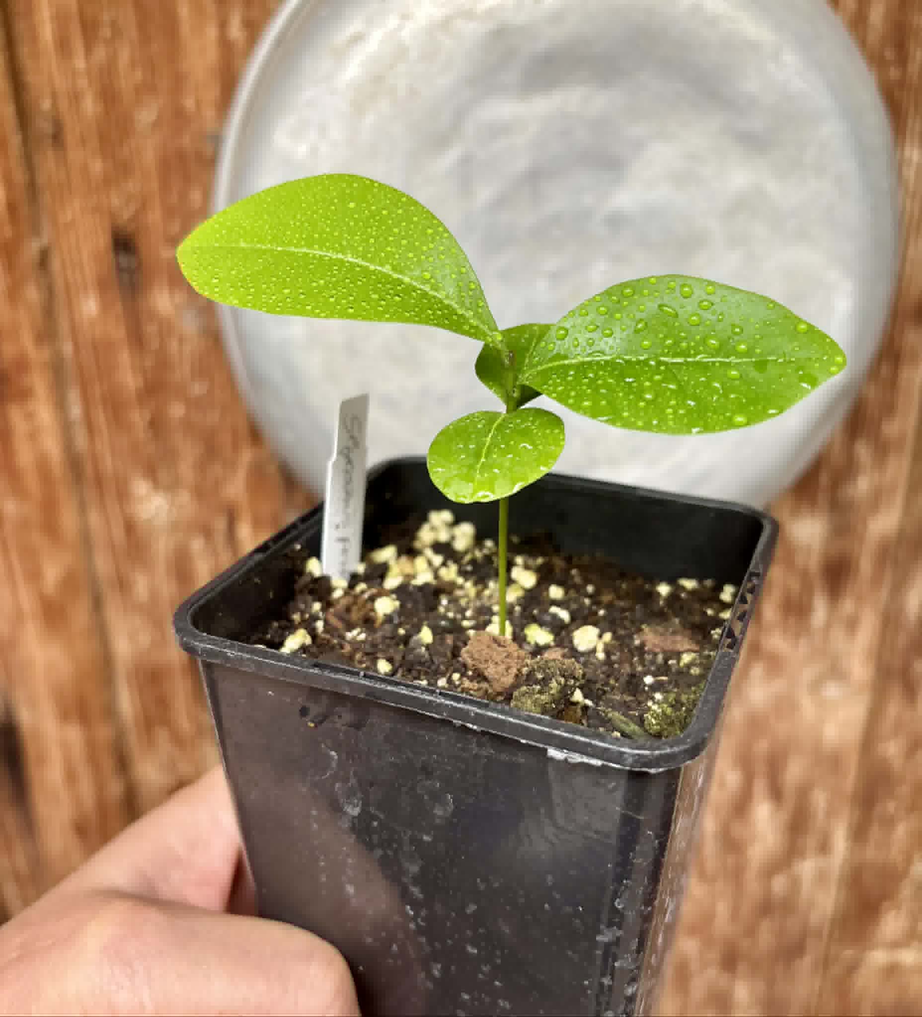 Glycosmis pentaphylla - Orangeberry -  1 potted seedling / 1 getopfter Sämling