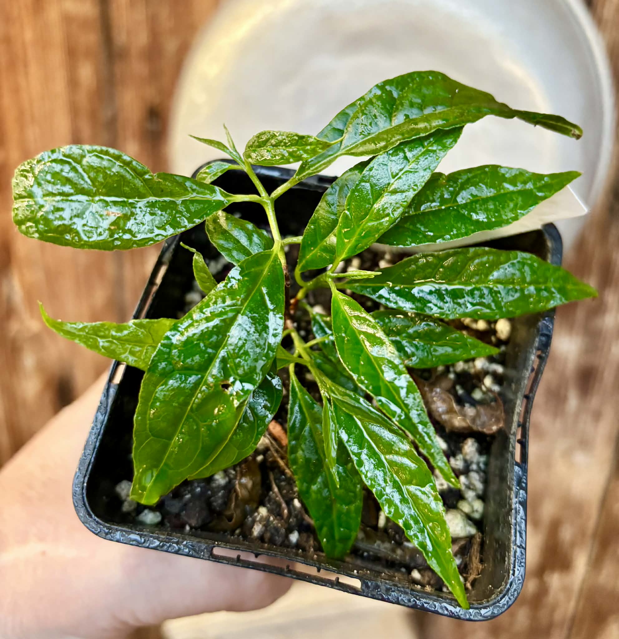 Campomanesia viatoris - 1 potted plant / 1 getopfte Pflanze