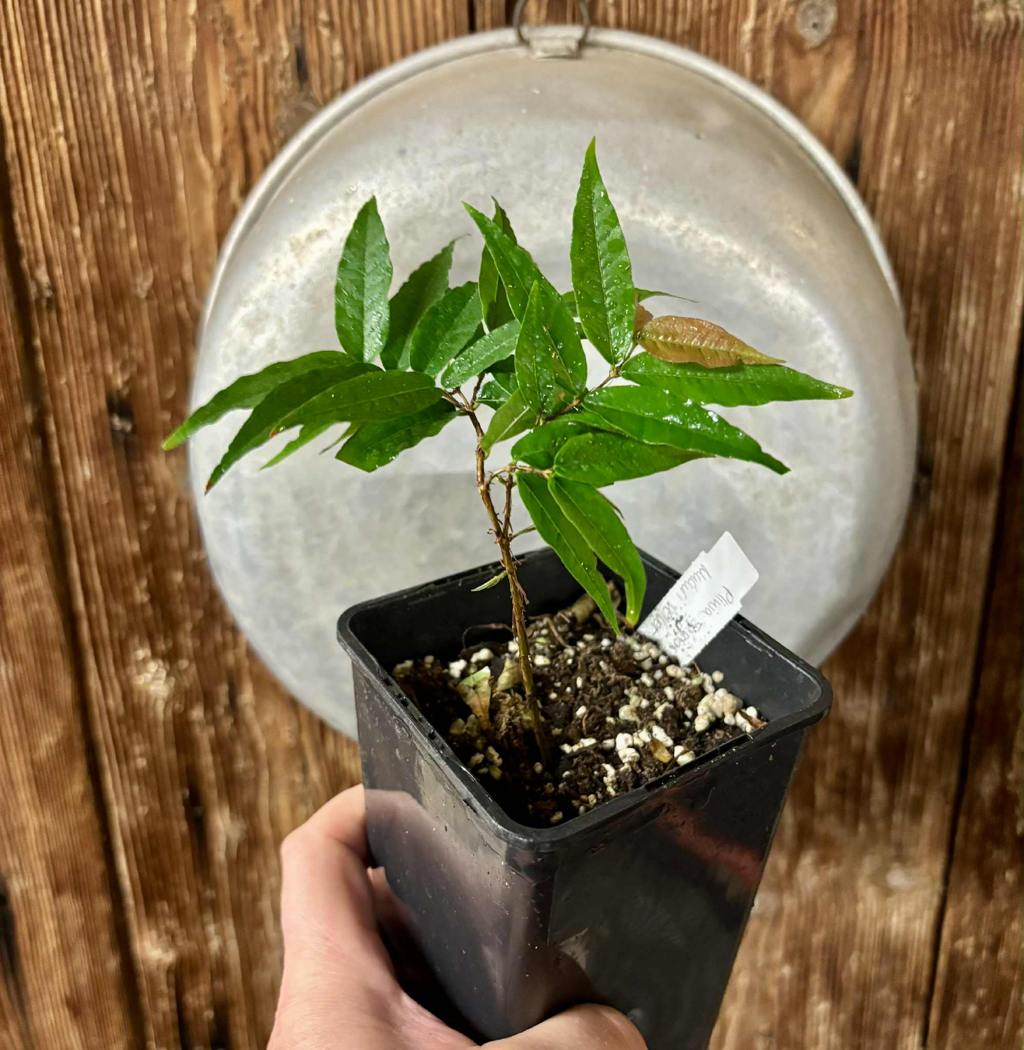 Plinia spiritosantensis var. Mucuri Velvet - 1 potted plant/ 1 getopfte Pflanze