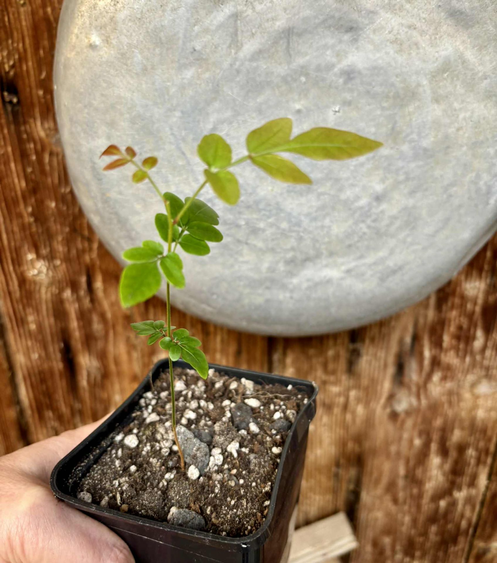 Guarana Samambaia (Paullinia rhomboidea) - 1 potted plant / 1 getopfte Pflanze 