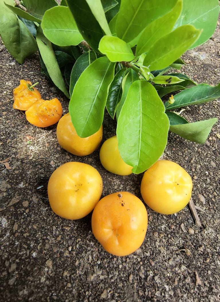 Yellow Acerola (Malpighia glabra) - 1 fresh seed / 1 frischer Samen