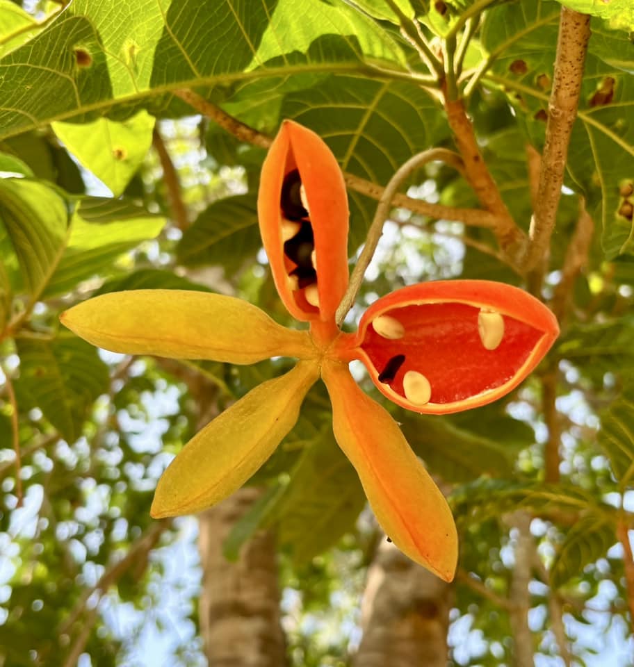 Sterculia lanceolata - 1 potted plant / 1 getopfte Pflanze 