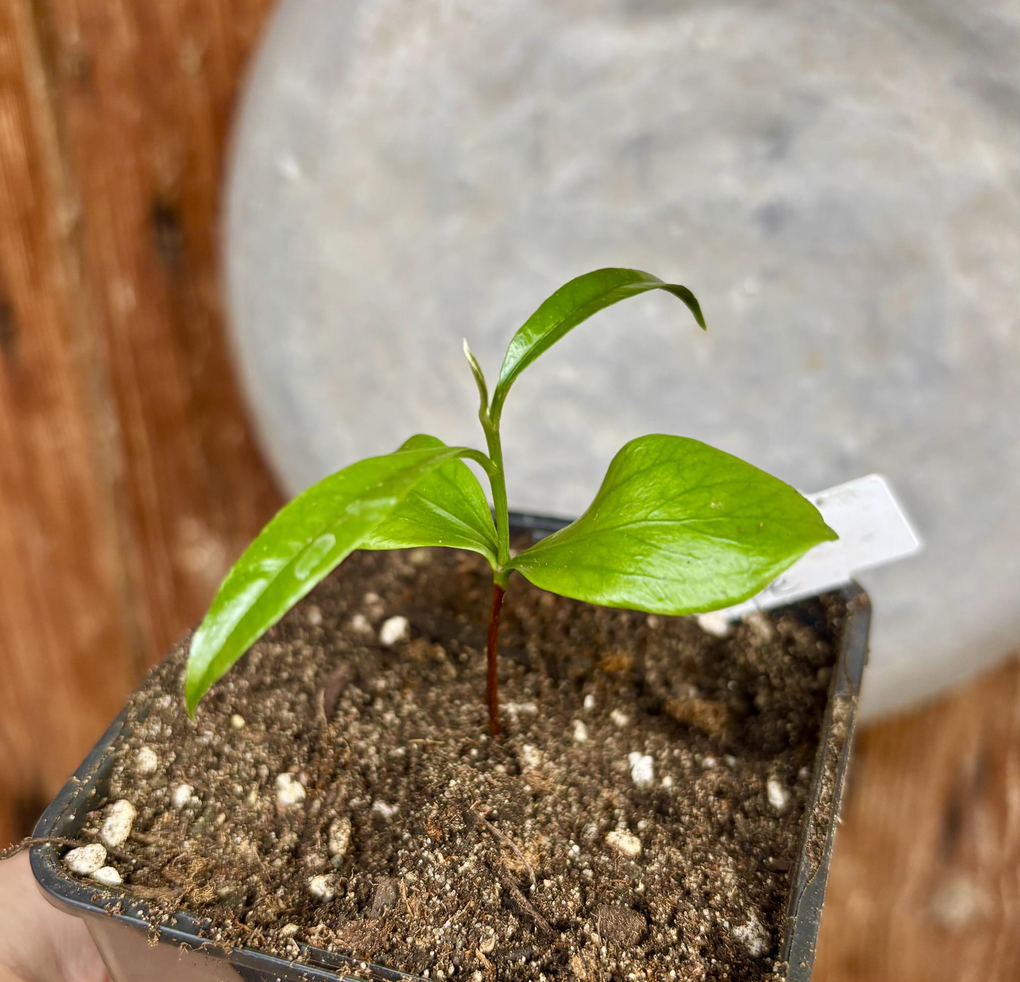 Chrysophyllum sp Massape  -  1 small potted seedling / 1 kleiner, getopfter Sämling
