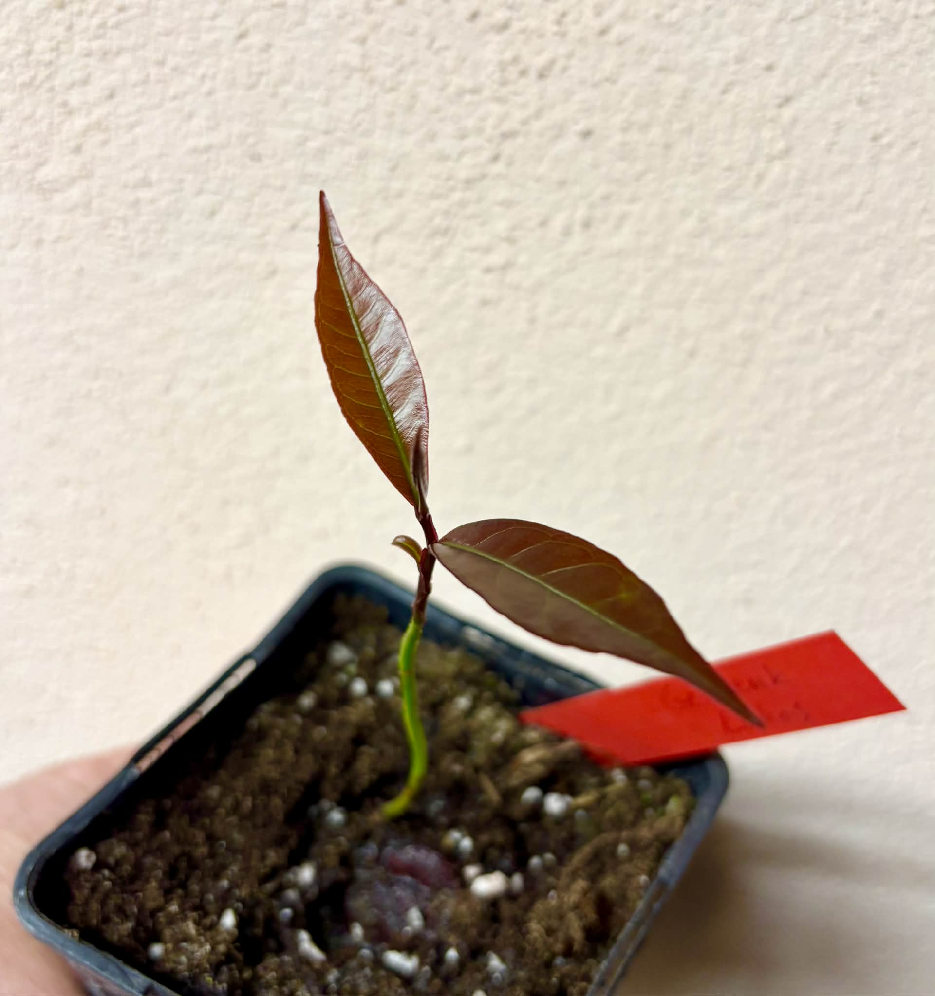 Bloodwood (Brosimum rubescens) - 1 potted plant / 1 getopfte Pflanze