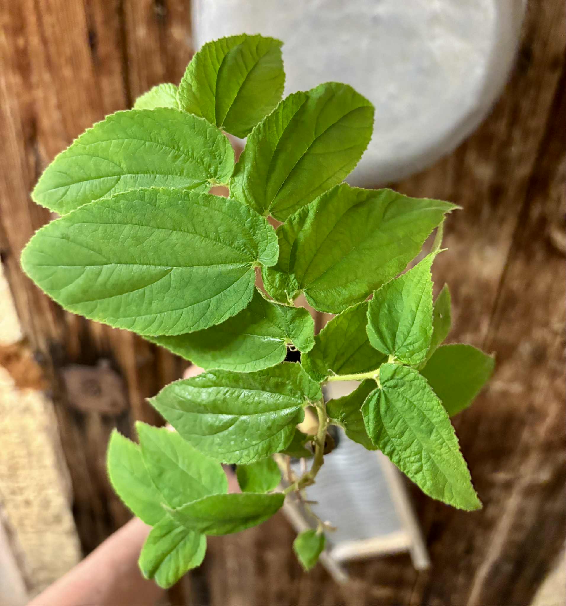 rooted cutting - Muntingia calabura (Jamaika Cherry / Panama Cherry) - 1 potted plant / 1 getopfte Pflanze