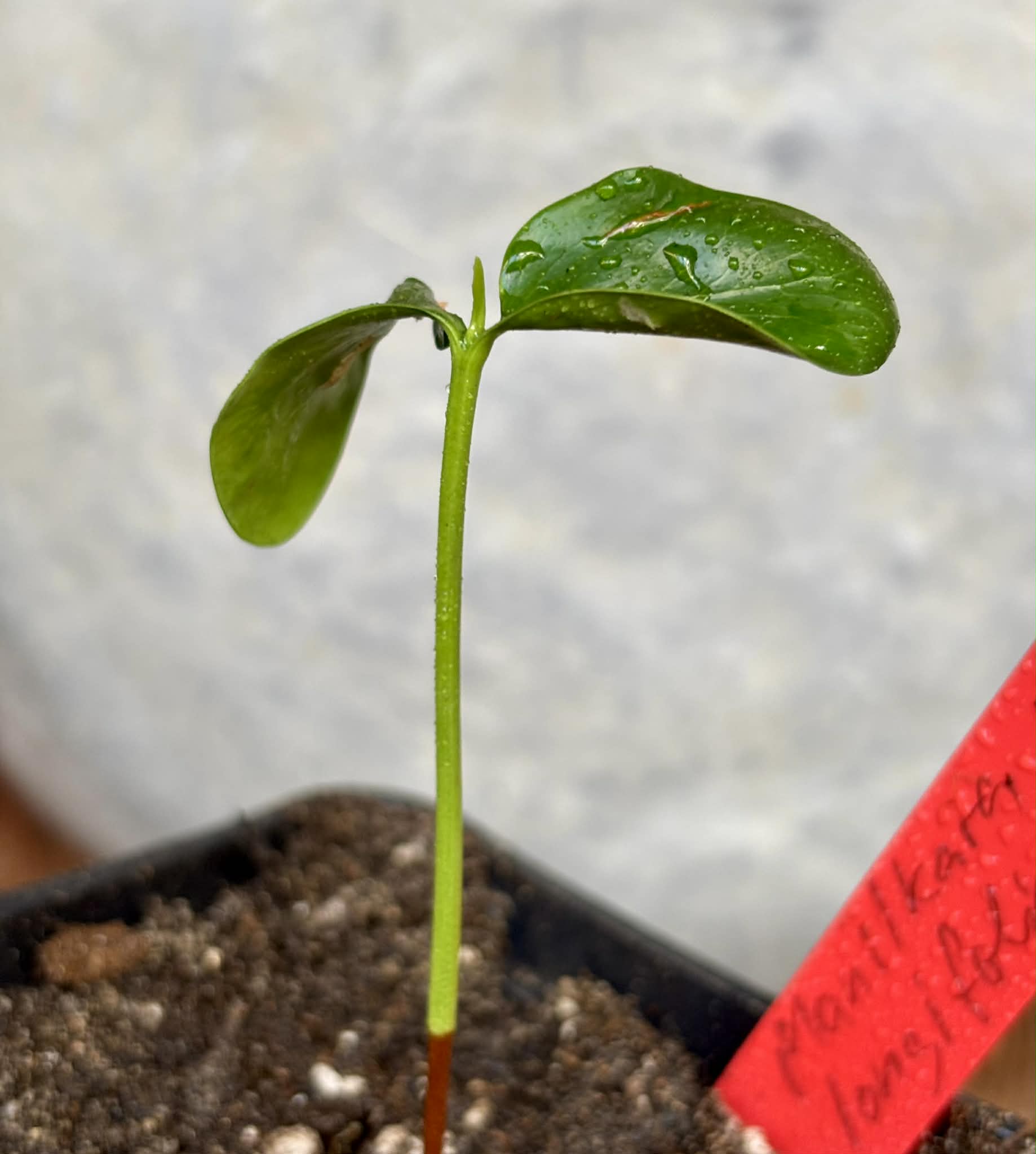 Manilkara longifolia - 1 potted seedling / 1 getopfter Sämling