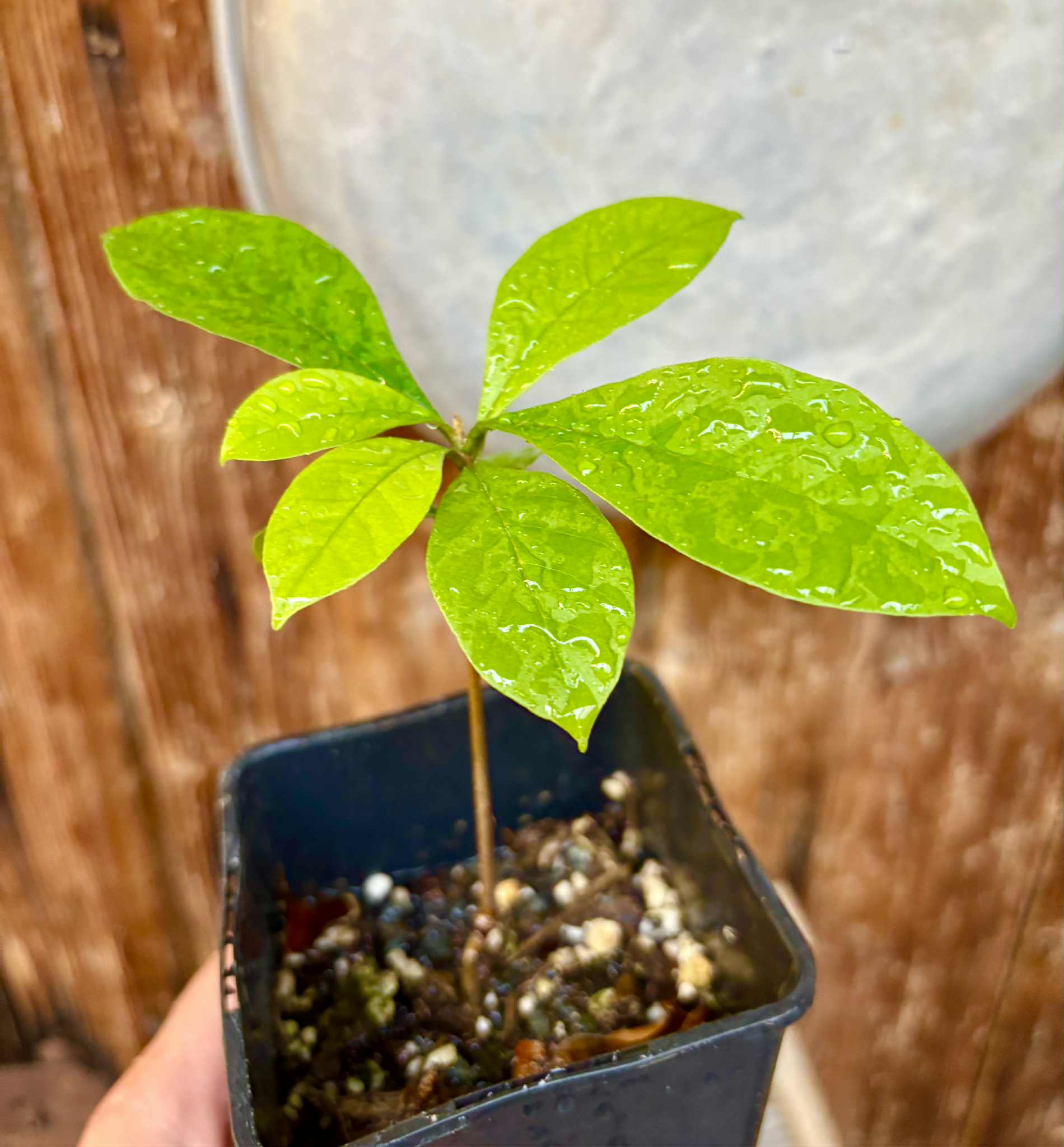 Marmixa (Pradosia lactescens) - 1 potted plant / 1 getopfte Pflanze