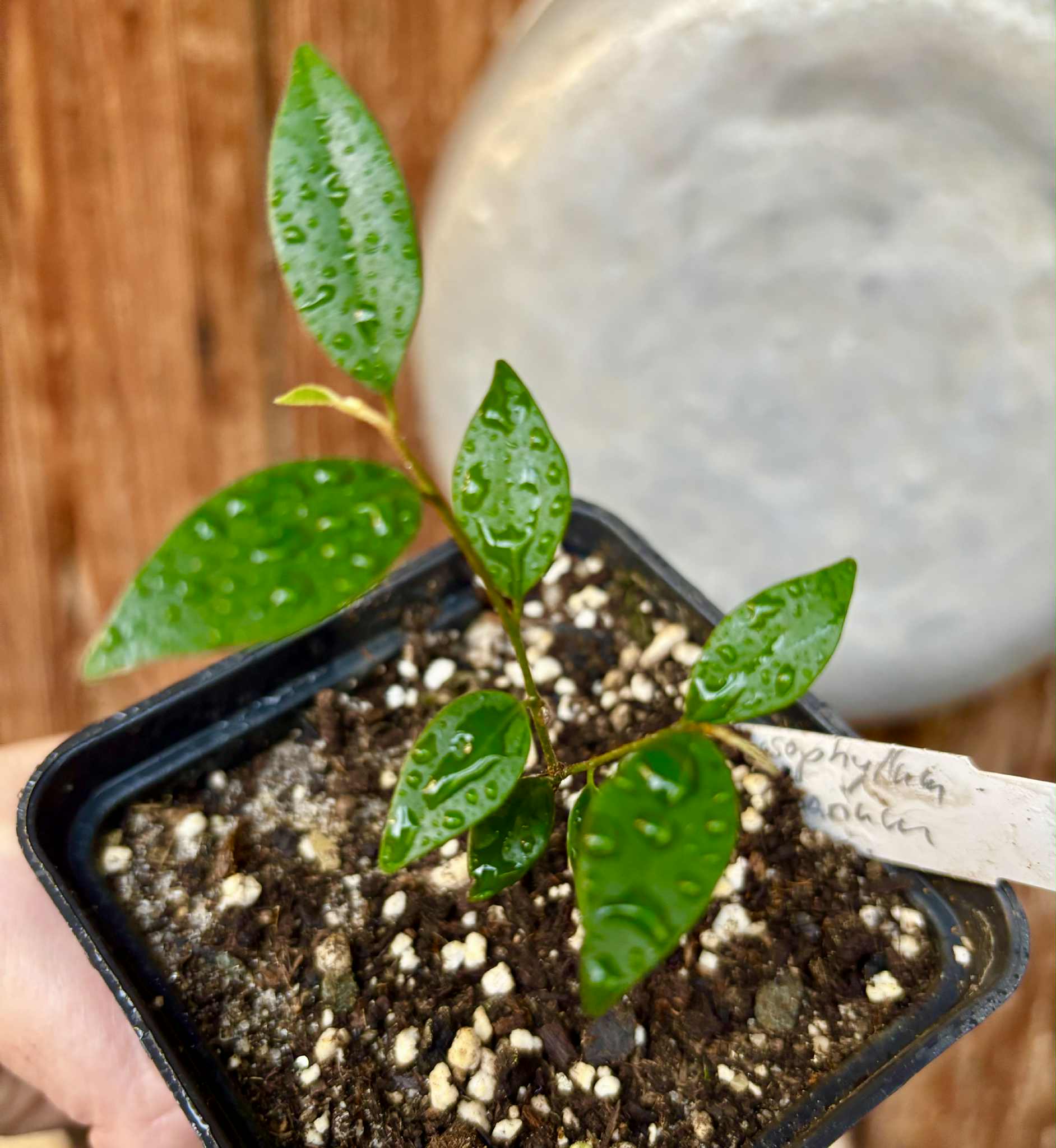 Chrysophyllum arenarium - Ameixa do Nordeste - 1 potted plant / 1 getopfte Pflanze