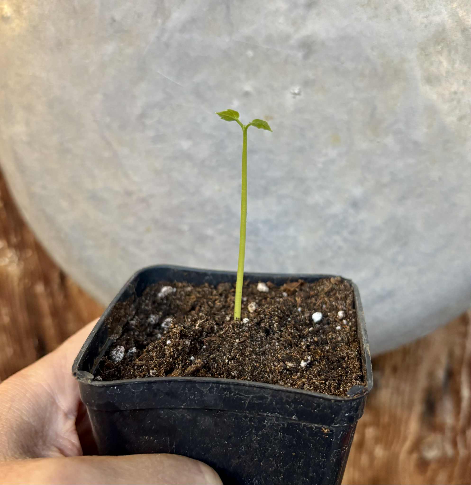 Psiguria umbrosa - 1 small potted seedling / 1 kleiner, getopfter Sämling