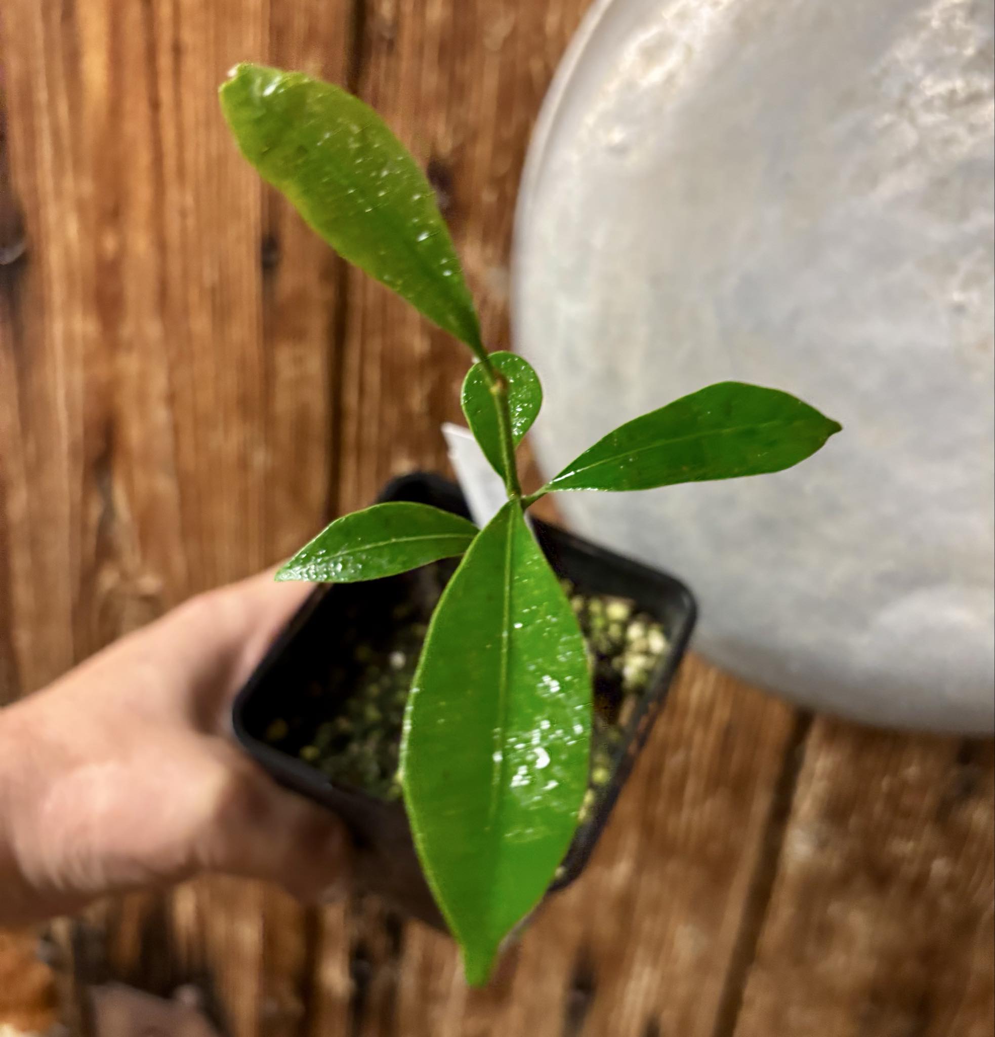 Pouteria alvesii - 1 small potted seedling / 1 kleiner, getopfter Sämling