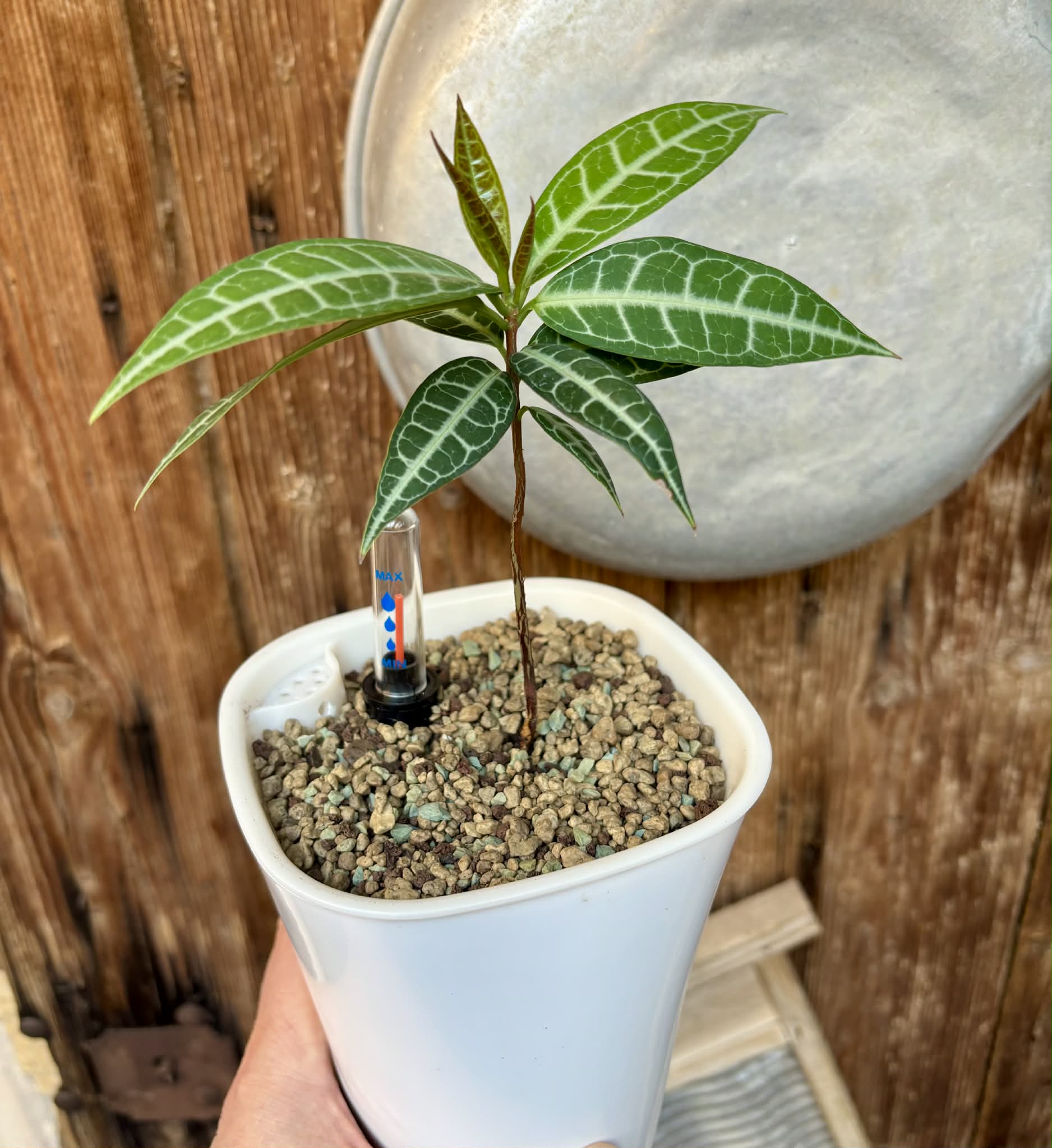 Eugenia sp Labisia - Rare exotic plant - Seltene exotische Pflanze