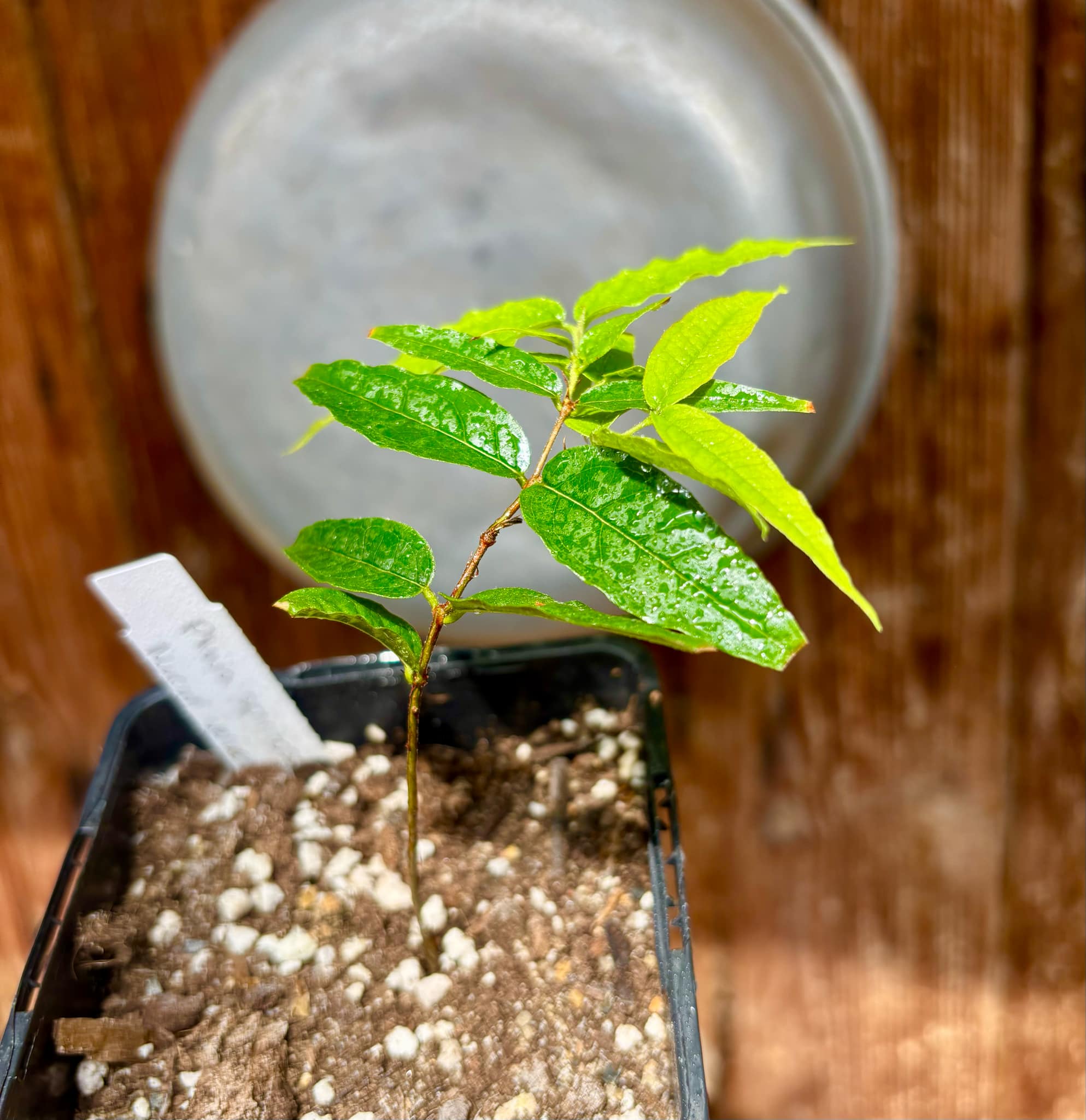 Plinia spiritosantensis var. Mucuri Velvet - 1 potted plant/ 1 getopfte Pflanze