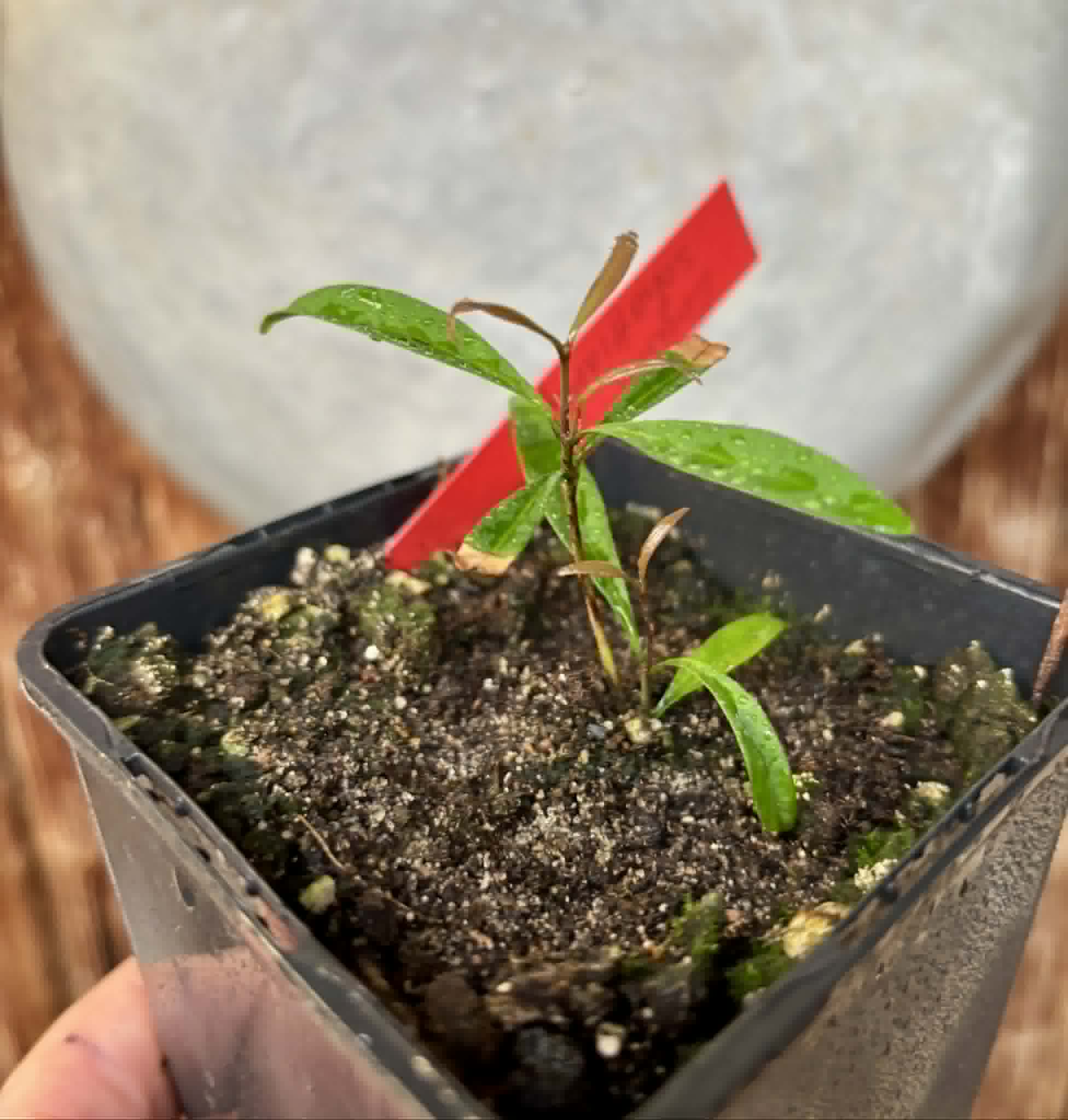 Eugenia schottiana -  1 small potted seedling / 1 kleiner, getopfter Sämling