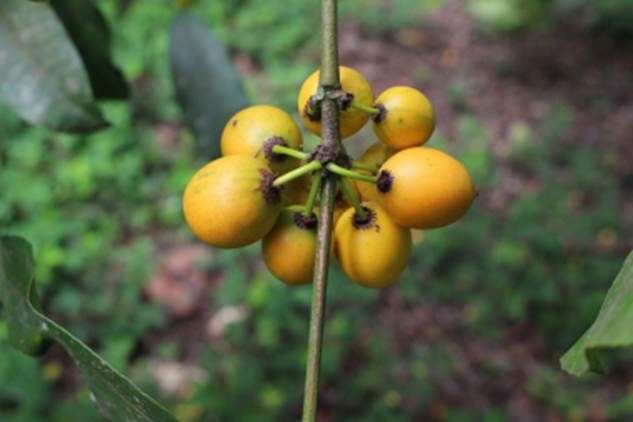 Pre Order - Garcinia spruceana (Bacupari-miúdo) - 1 fresh seed / 1 frischer Samen