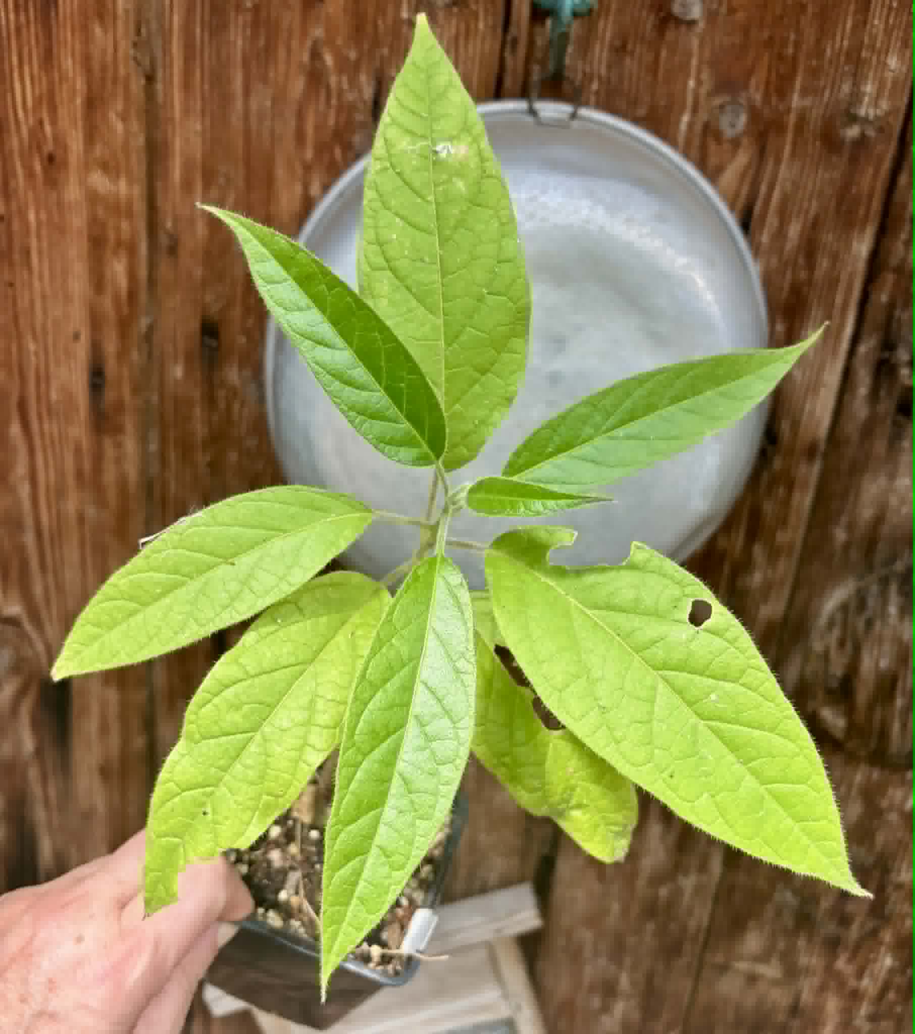 Solanum luridifuscescens - Tomatao Verde Piloso - 1 potted seedling / 1 getopfter Sämling
