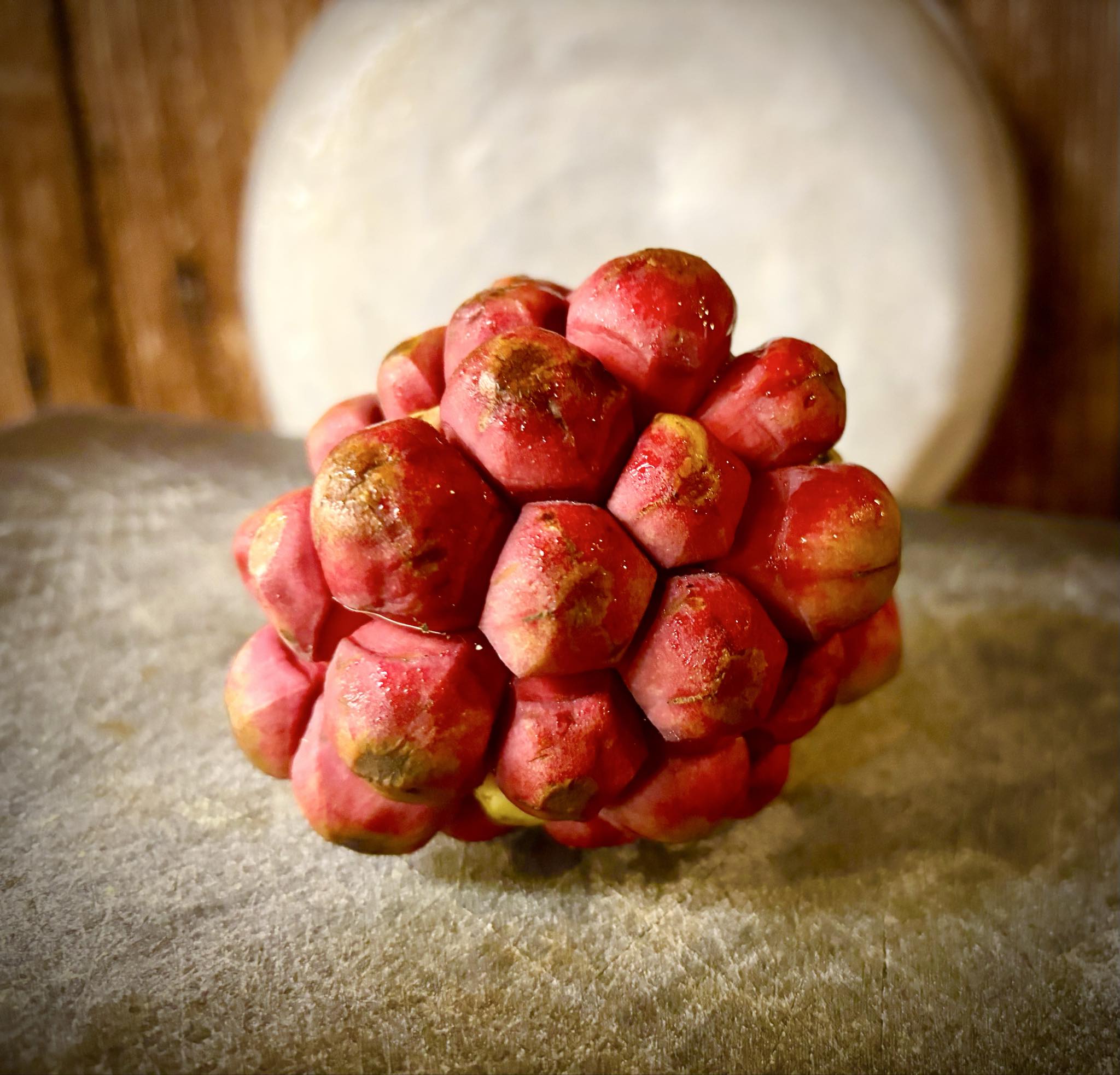 Kadsura coccinea "Red" - 3 fresh seeds / 3 frische Samen