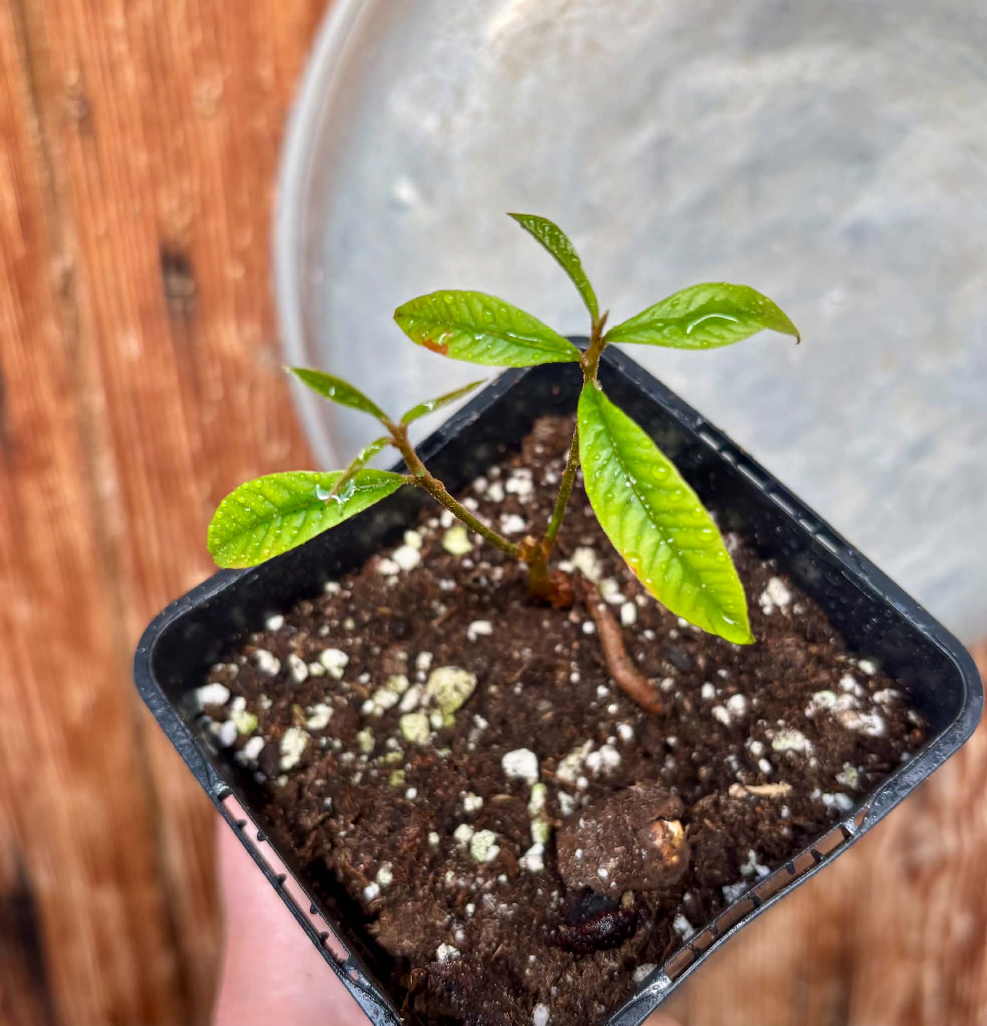 Chrysophyllum sp Abiu Rondonia - 1 potted seedling / 1 getopfter Sämling