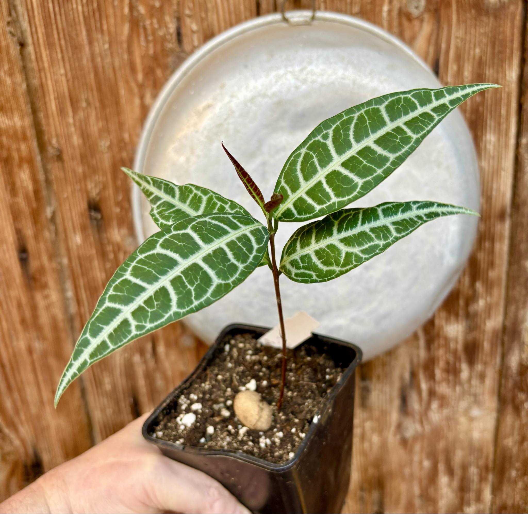 Eugenia sp Labisia -  1 potted seedling / 1 getopfter Sämling