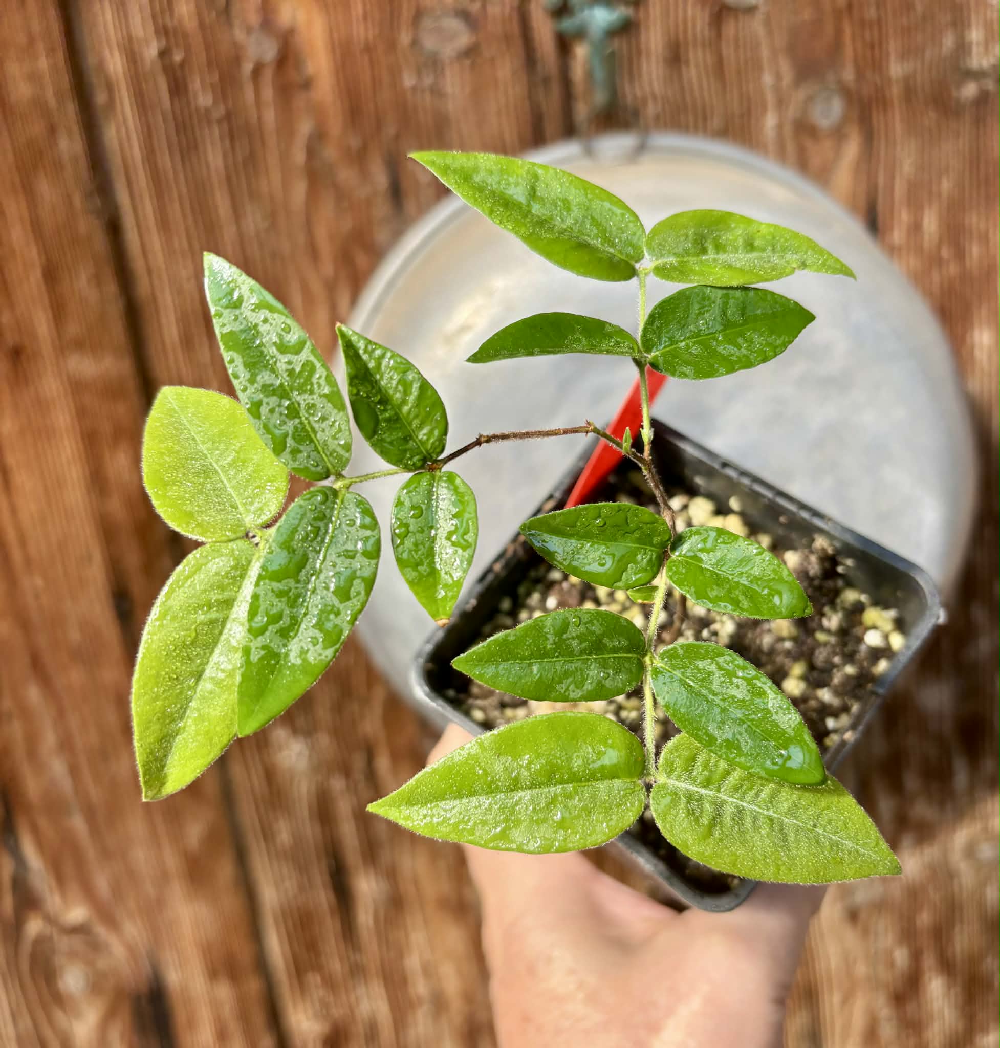 Myrciaria aff plinioides-  1 potted seedling / 1 getopfter Sämling