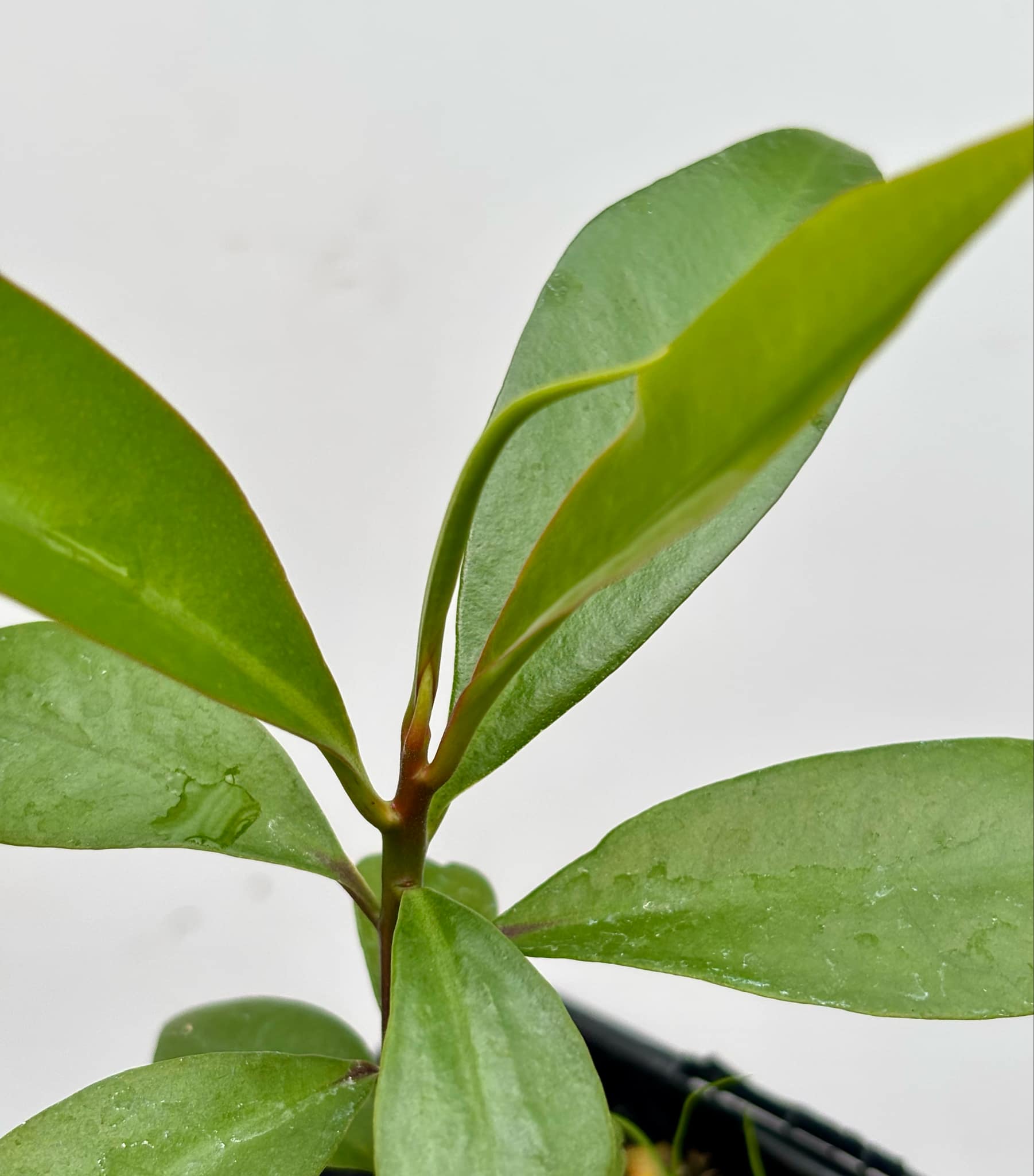 Ardisia elliptica - 1 potted seedling / 1 getopfter Sämling