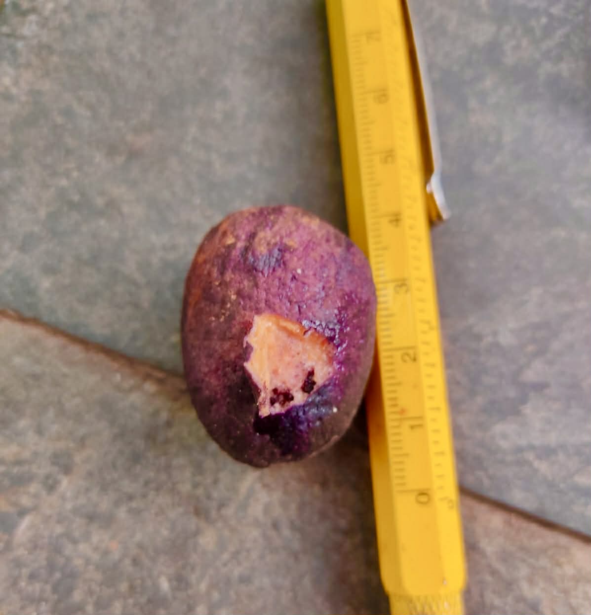 Pre Order - Eugenia mandioccensis -  1 fresh seed / 1 frischer Samen