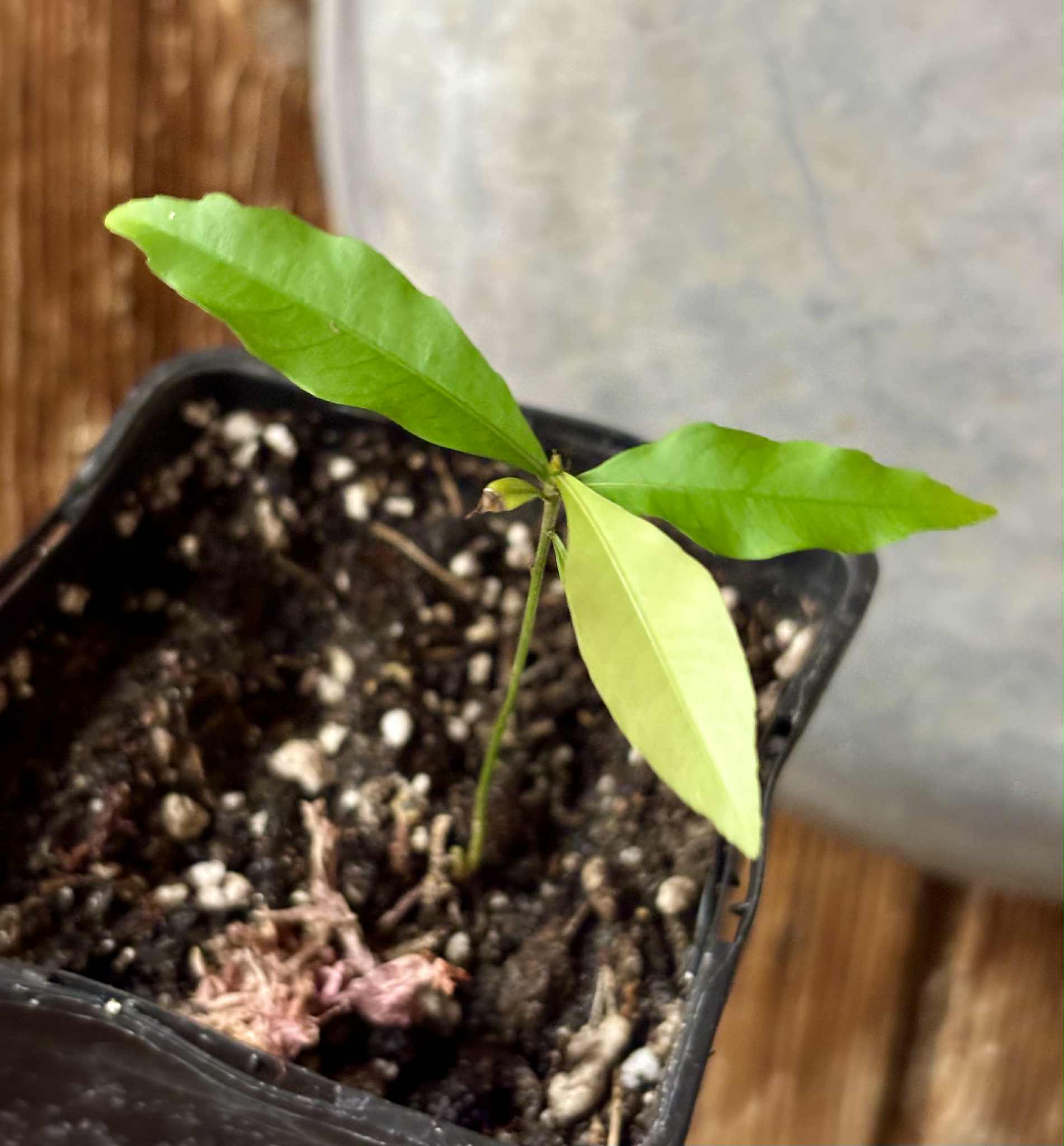 Unknown fruit from Amazonas Rondonia Brasil - 1 potted seedling / 1 getopfter Sämling