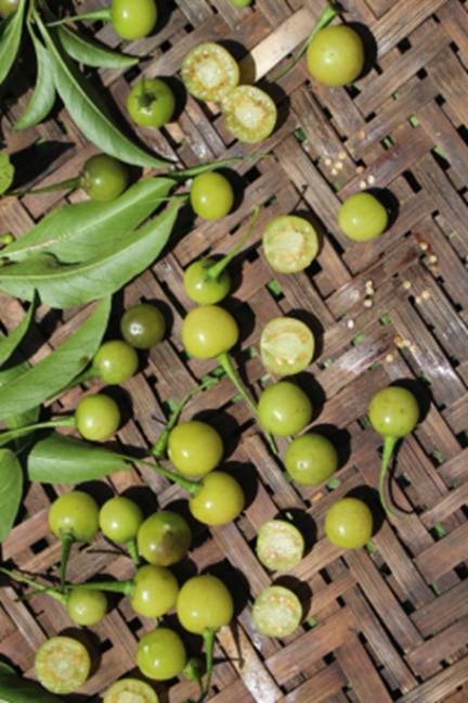 Athenaea fasciculata - 1 fresh seed / 1 frischer Samen