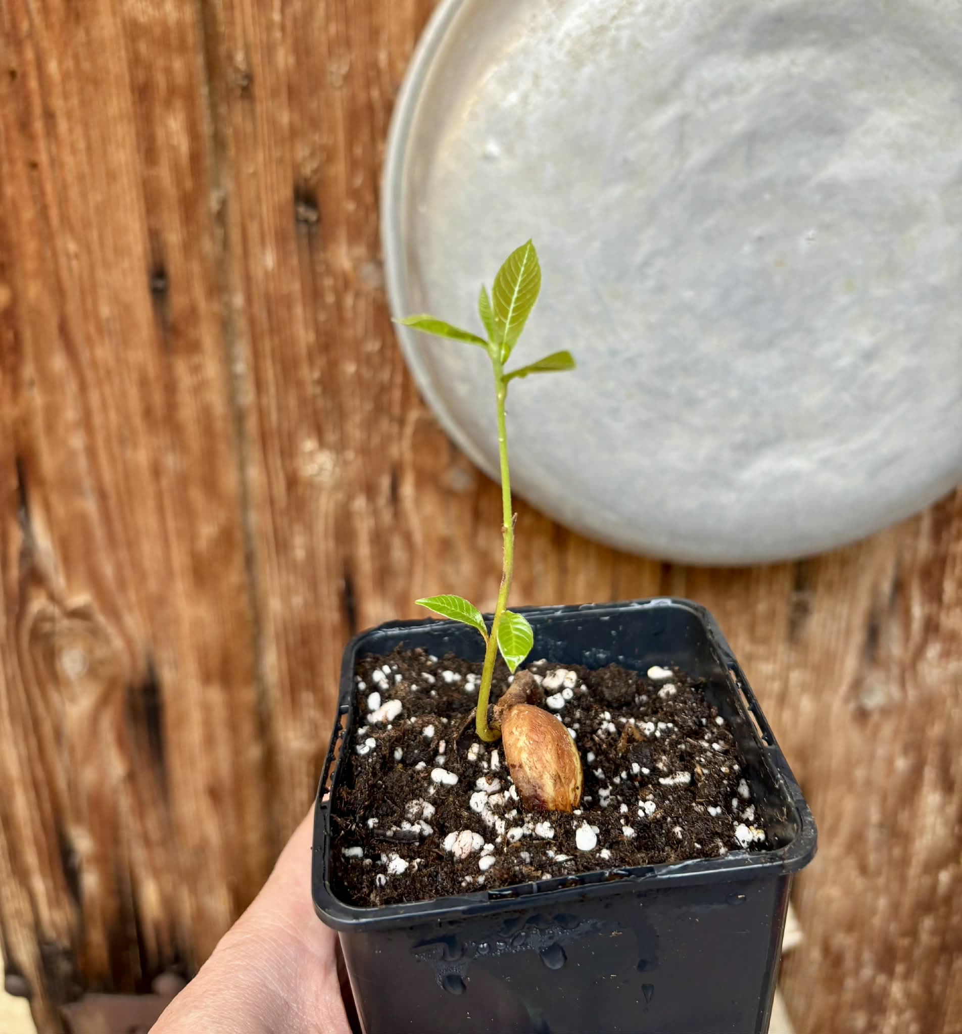 Pradosia sp Rondonia - 1 potted seedling / 1 getopfter Sämling