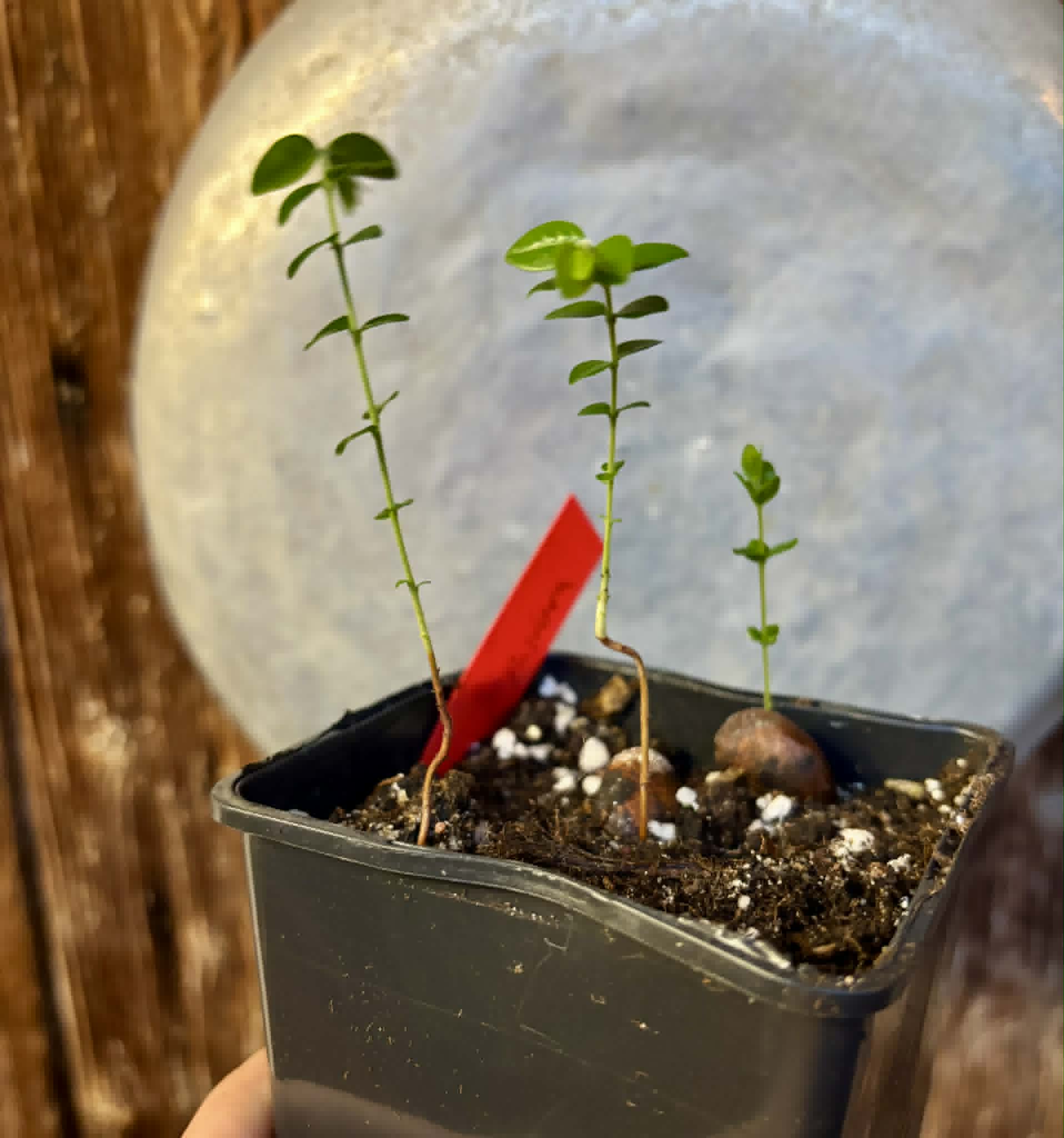 3 in 1 pot - Myrciaria sp Pastora - 3 seedlings in one pot / 3 Sämlinge in einem Topf