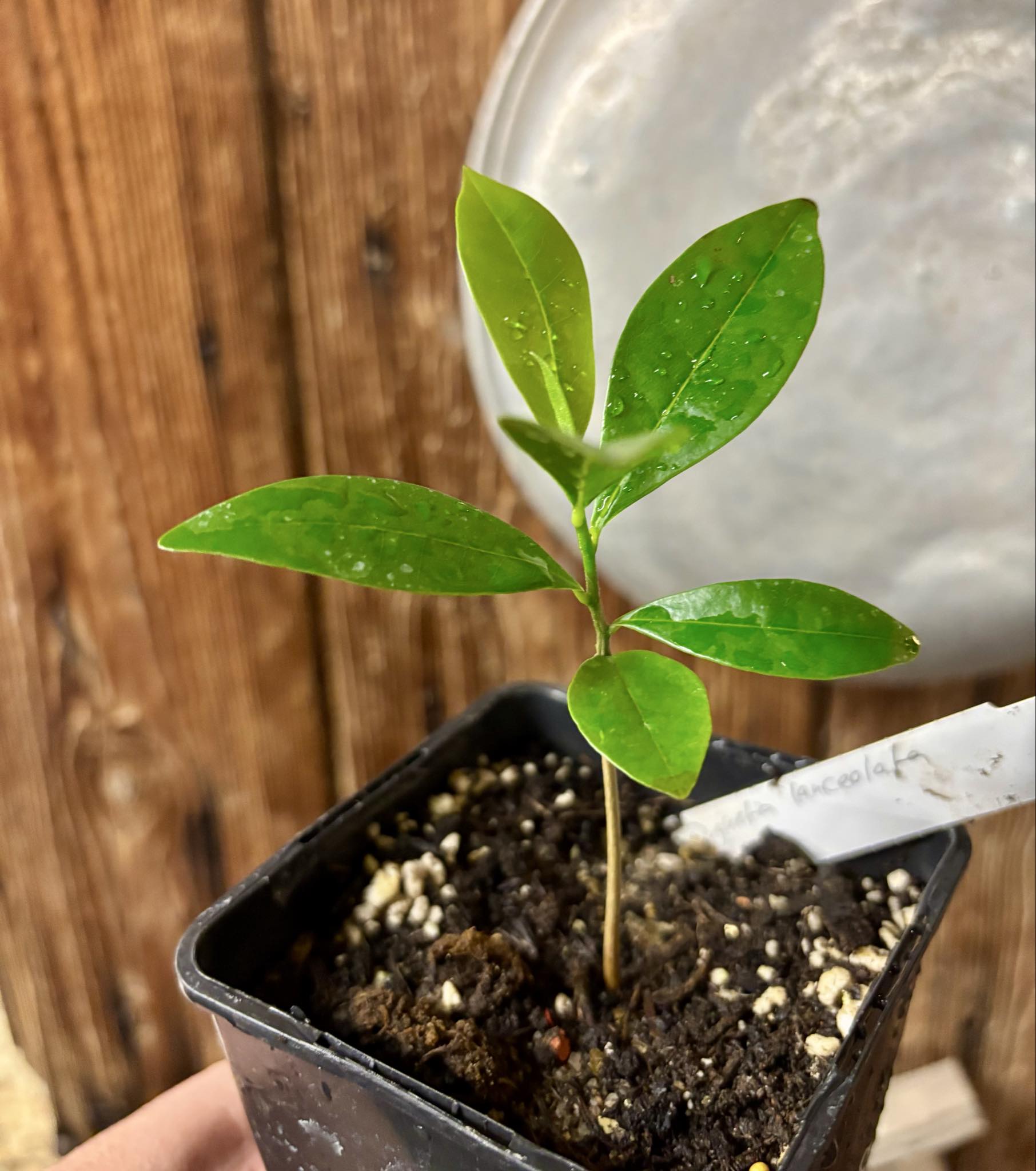 Duguetia lanceolata - Pindaiba - 1 potted seedling / 1 getopfter Sämling