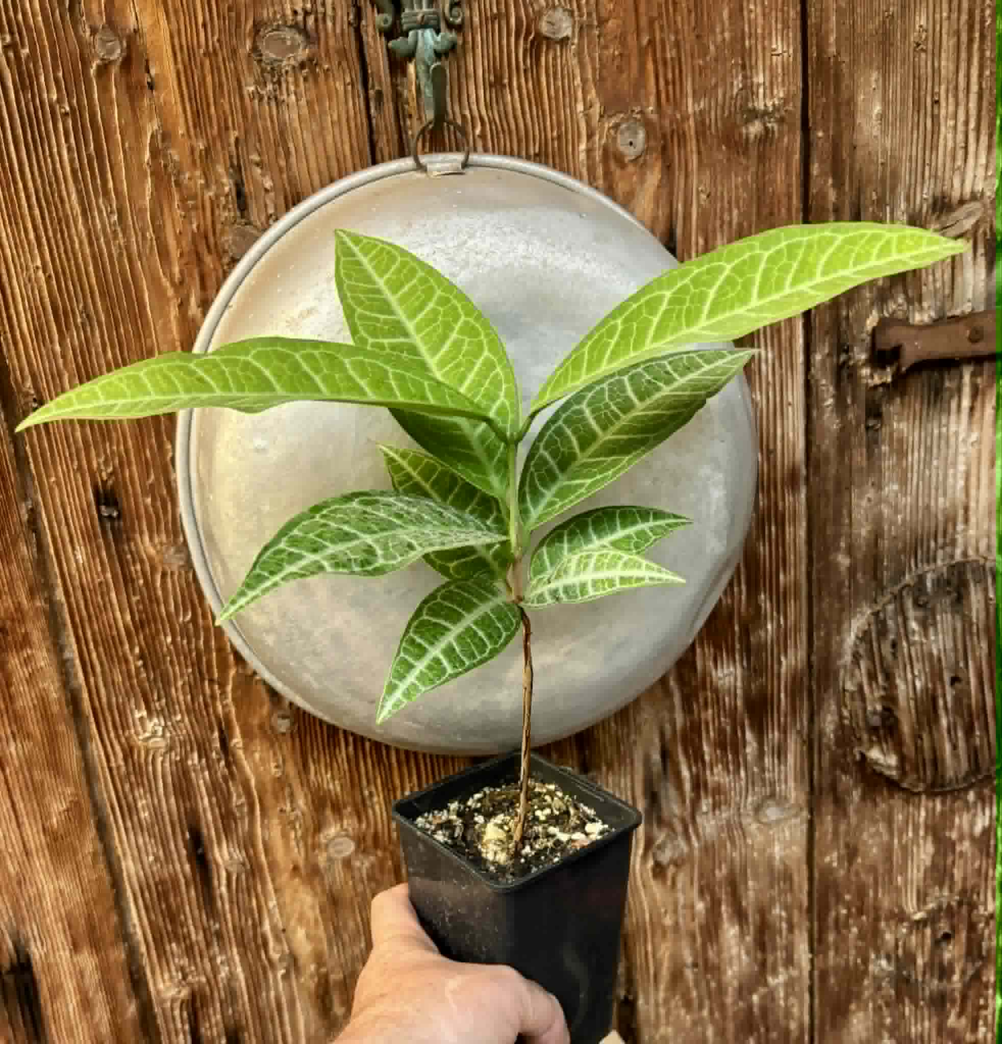 Eugenia sp Labisia -  1 potted plant / 1 getopfte Pflanze