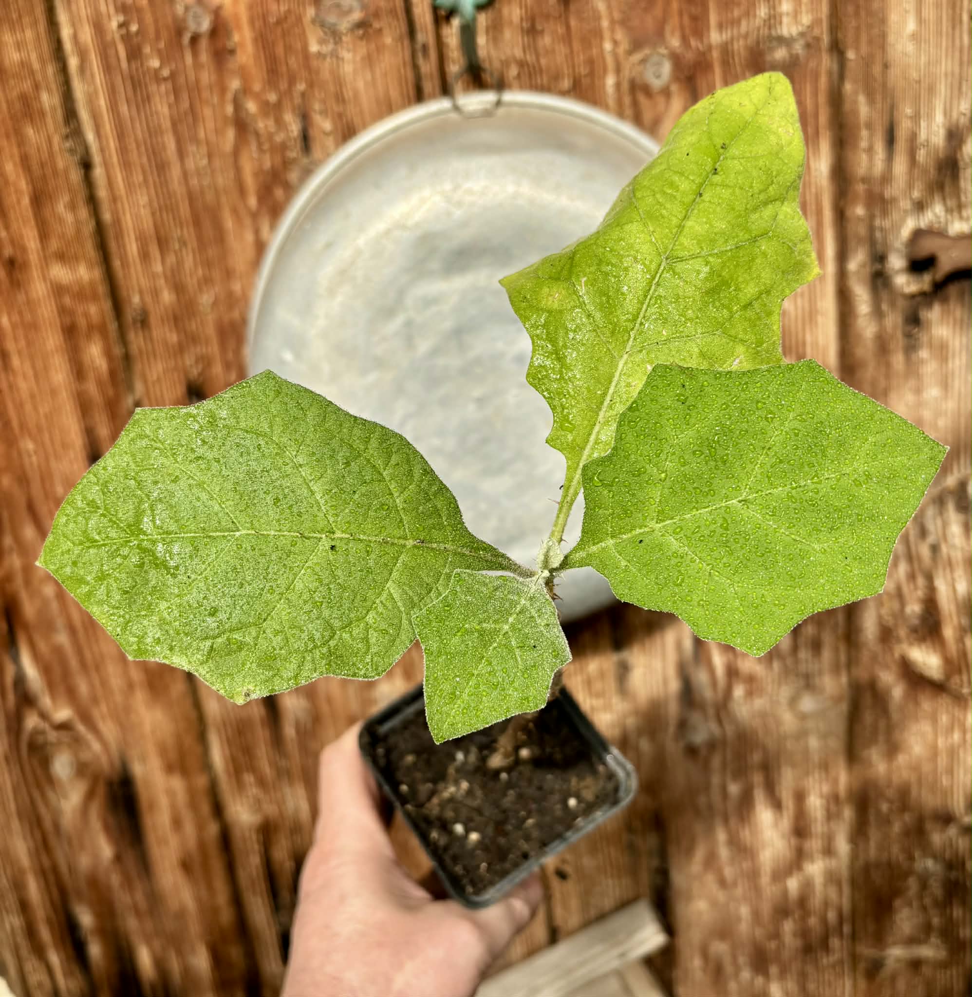 Juã-Açu - Solanum oocarpum - 1 potted plant / 1 getopfte Pflanze