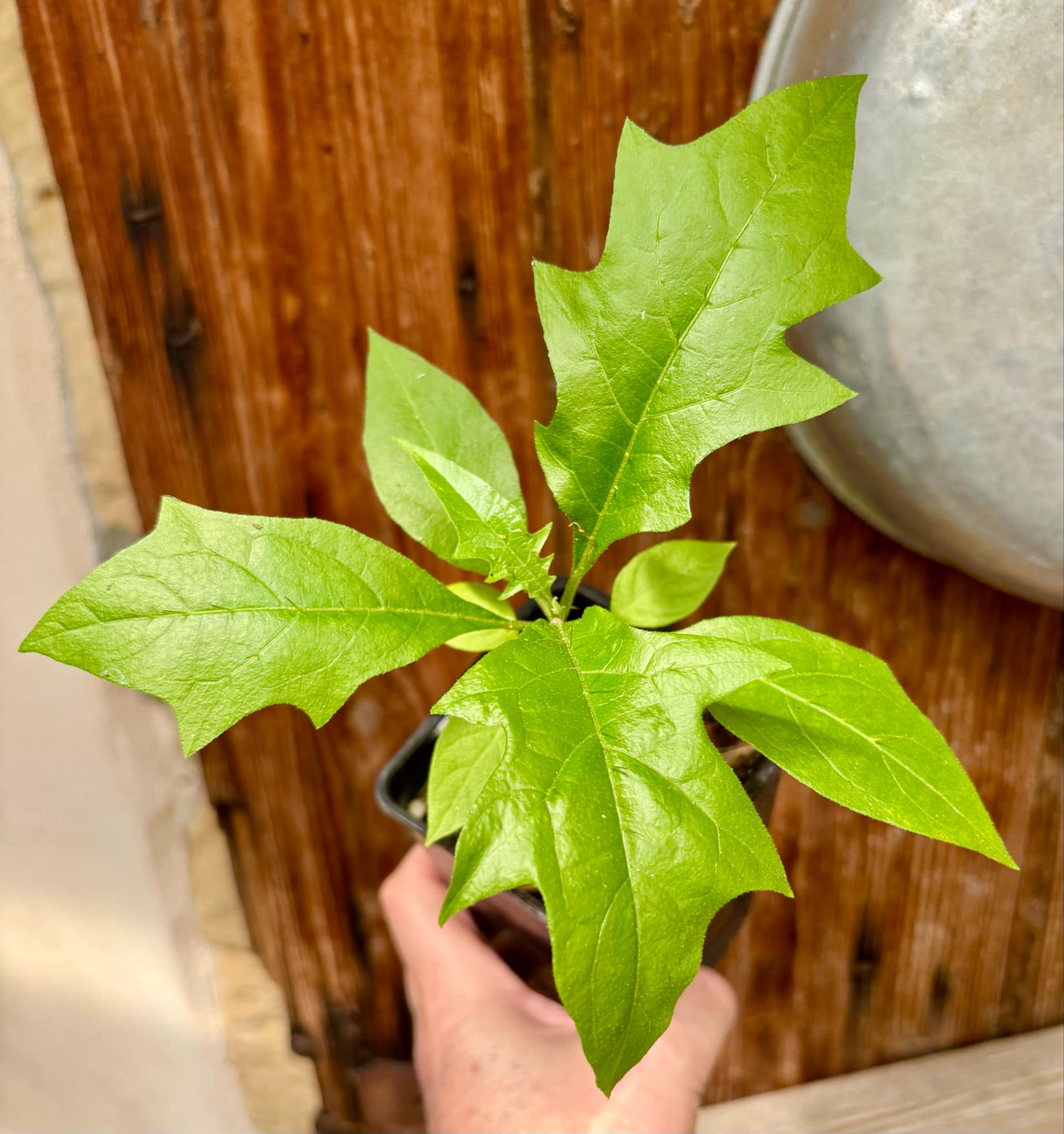 Juá do Jequitinhonha (Solanum schizandrum) - 1 potted seedling / 1 getopfter Sämling