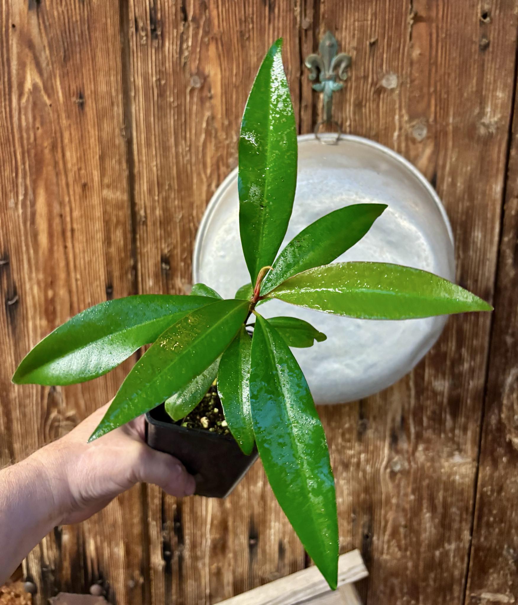 Ardisia elliptica - 1 potted seedling / 1 getopfter Sämling