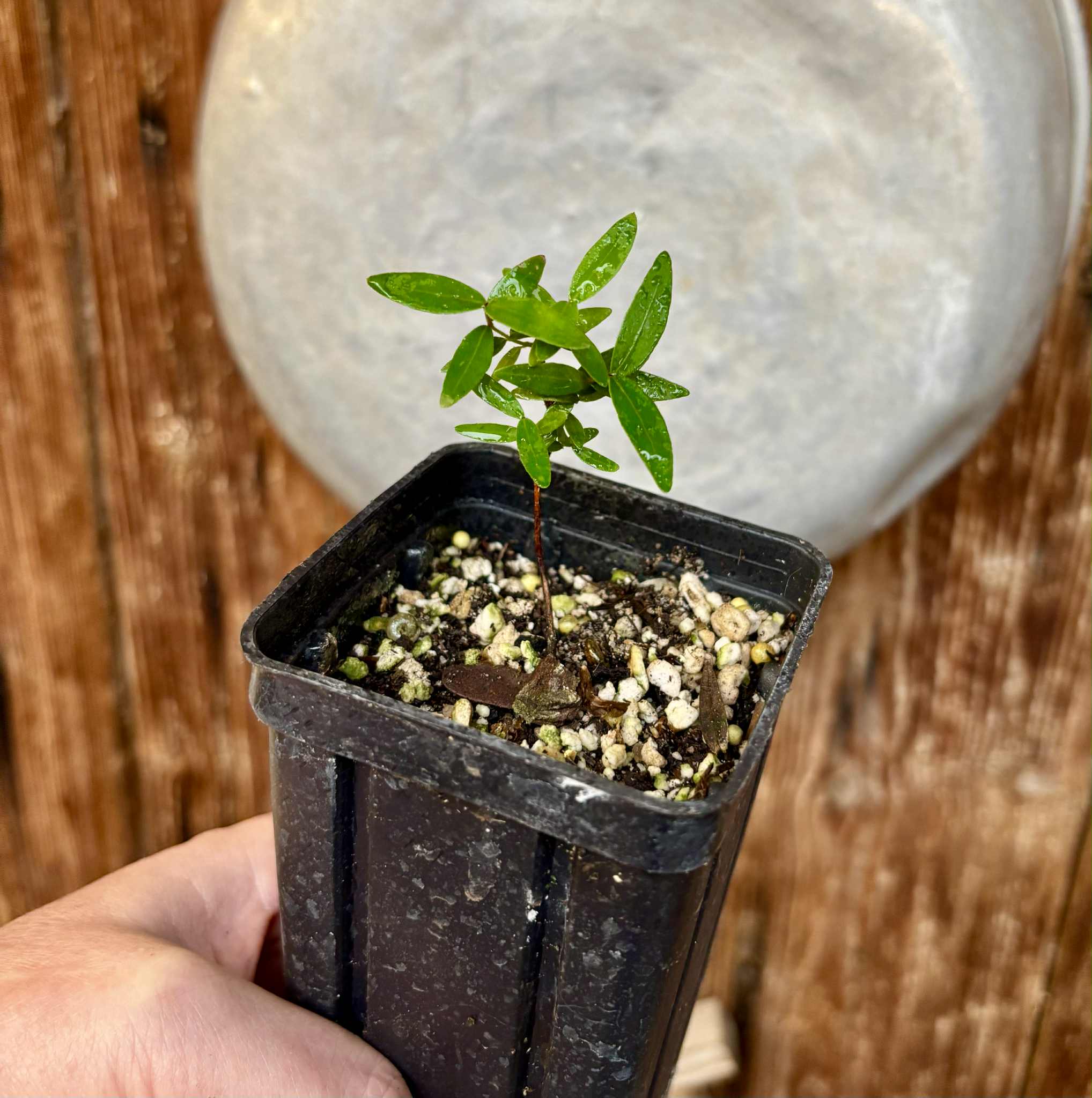 Guamirim amarelo (Calyptranthes sp) - potted plant / getopfte Pflanze