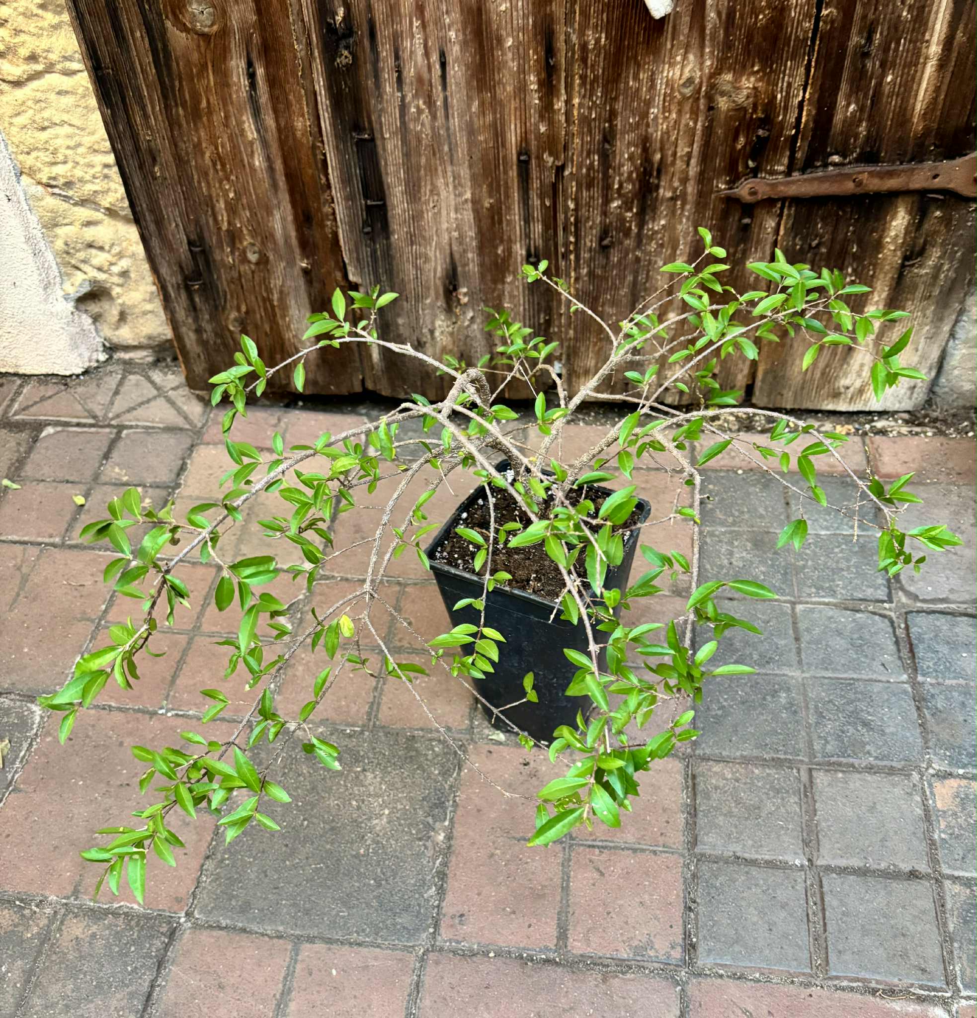 4 years old - Acerola (Malpighia glabra) - 1 potted plant / 1 getopfte Pflanze