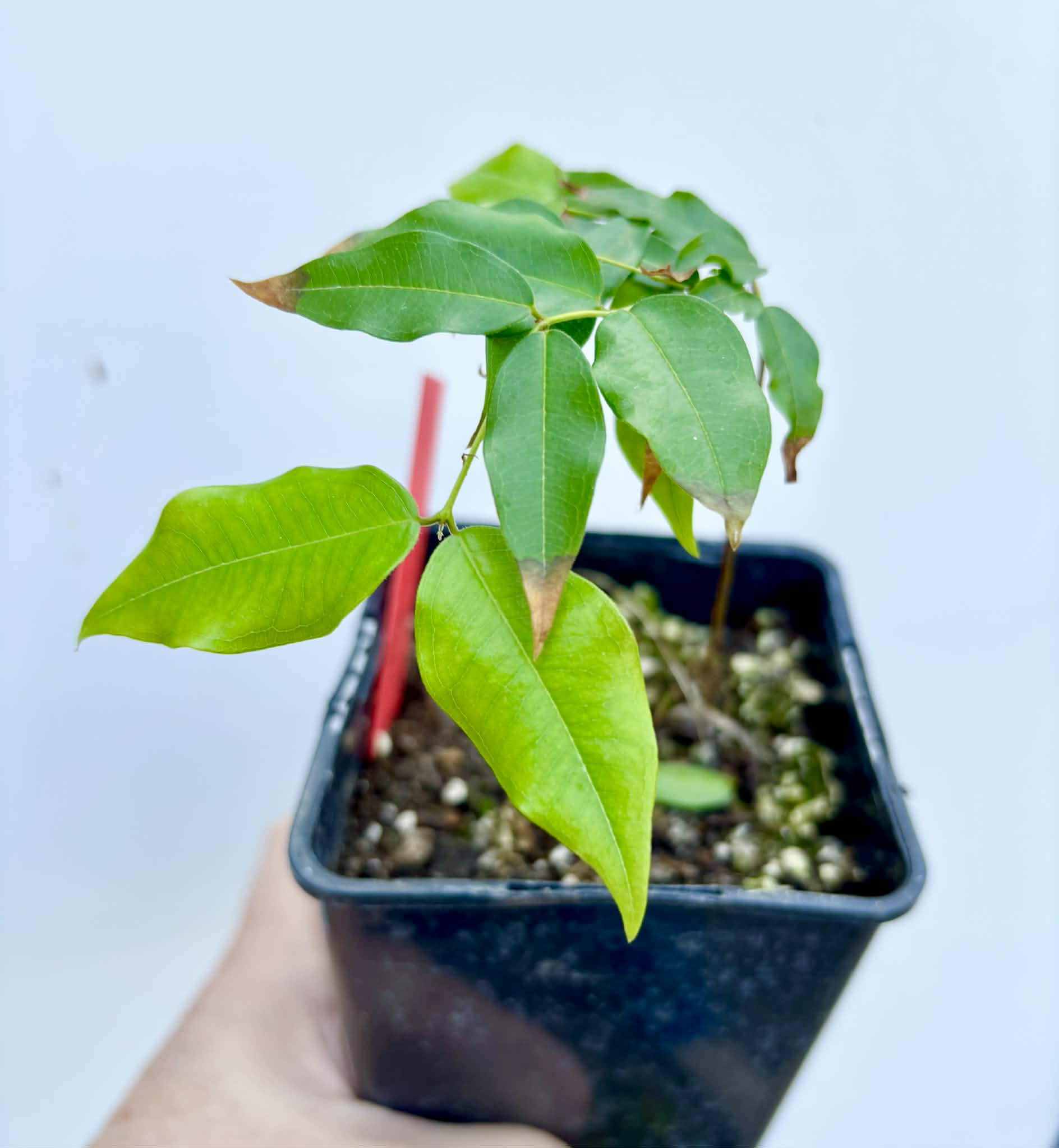 Plinia sp. do Frade - 1 potted seedling / 1 getopfter Sämling