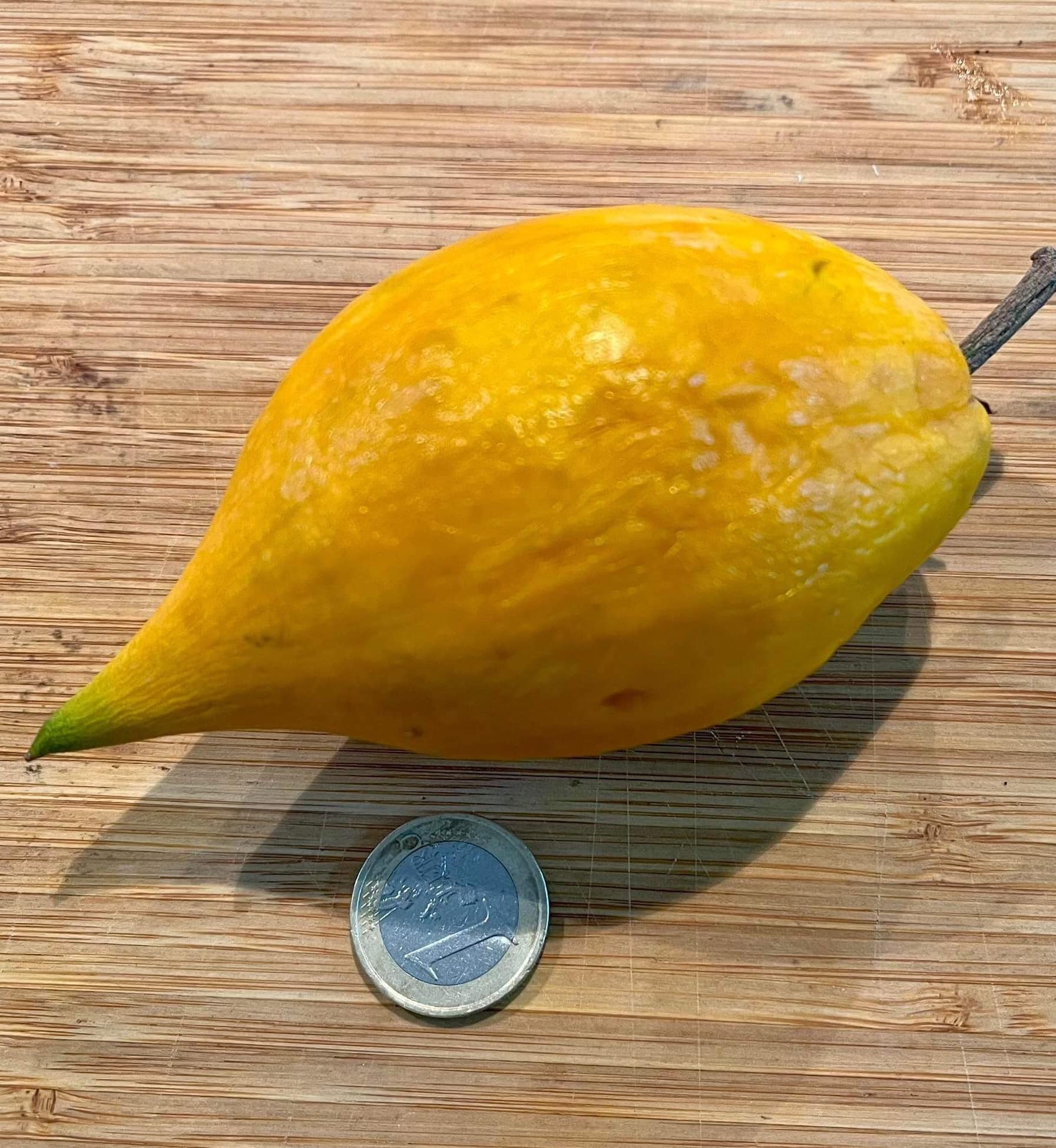 Canistel var. Fairchild 2  (Lucuma campechiana) - 1 fresh seed / 1 frischer Samen
