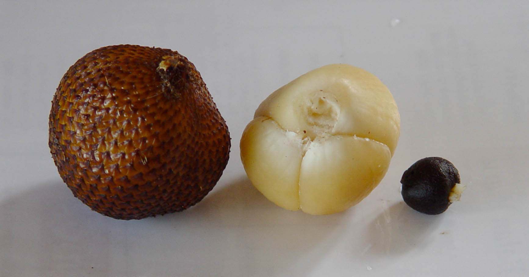 Salak (Salacca zalacca) -  1 potted seedling / 1 getopfter Sämling