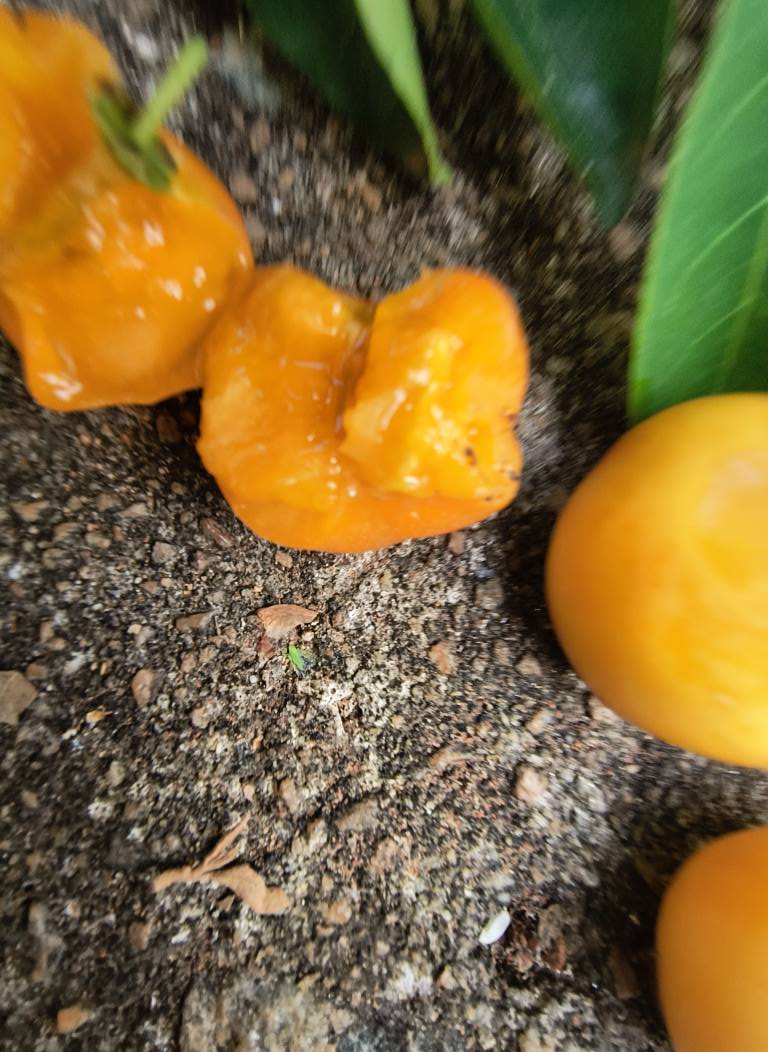 Yellow Acerola (Malpighia glabra) - 1 fresh seed / 1 frischer Samen