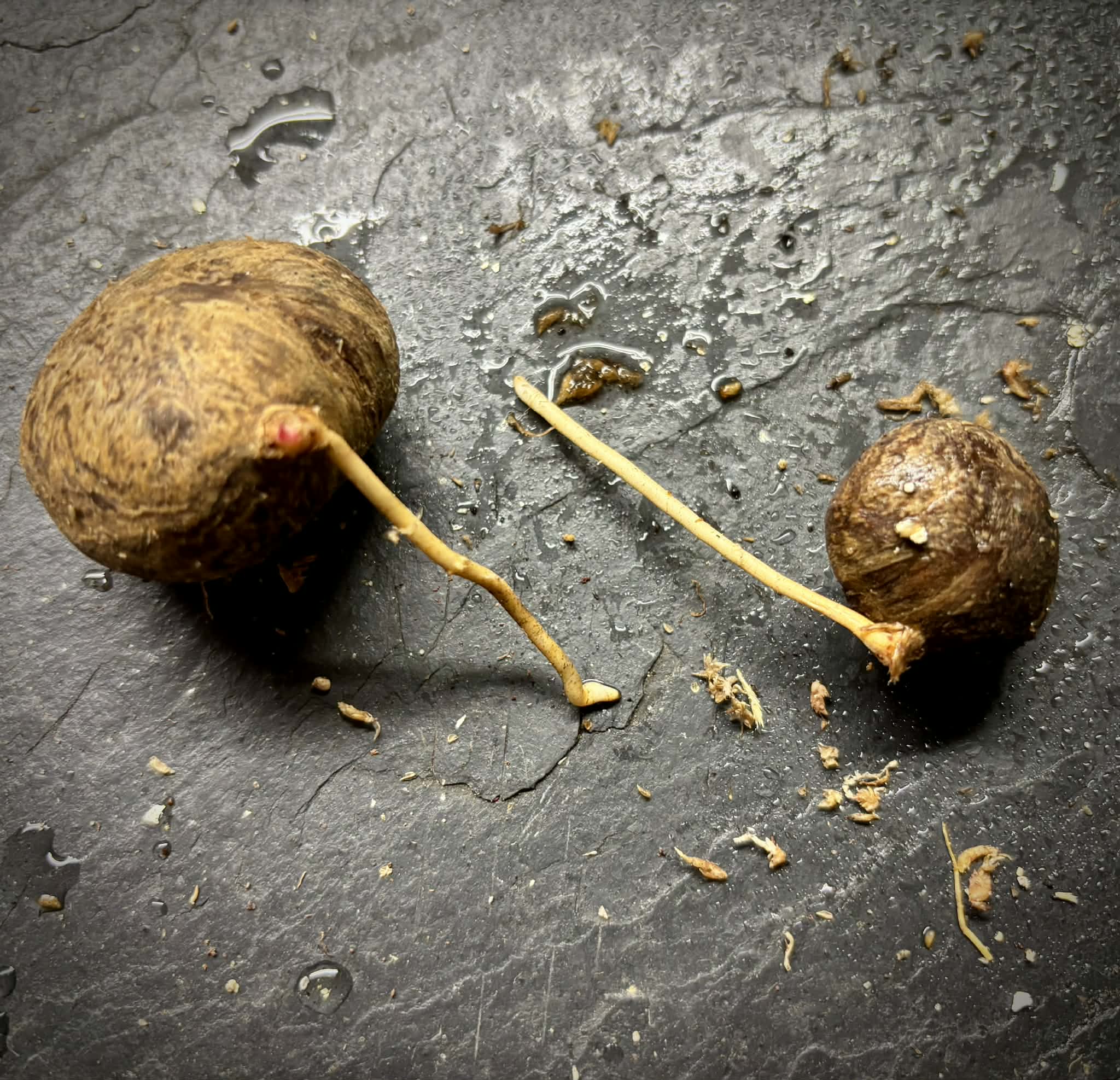 Eugenia sp Plinioides -  1 germinated seed / 1 gekeimter Samen