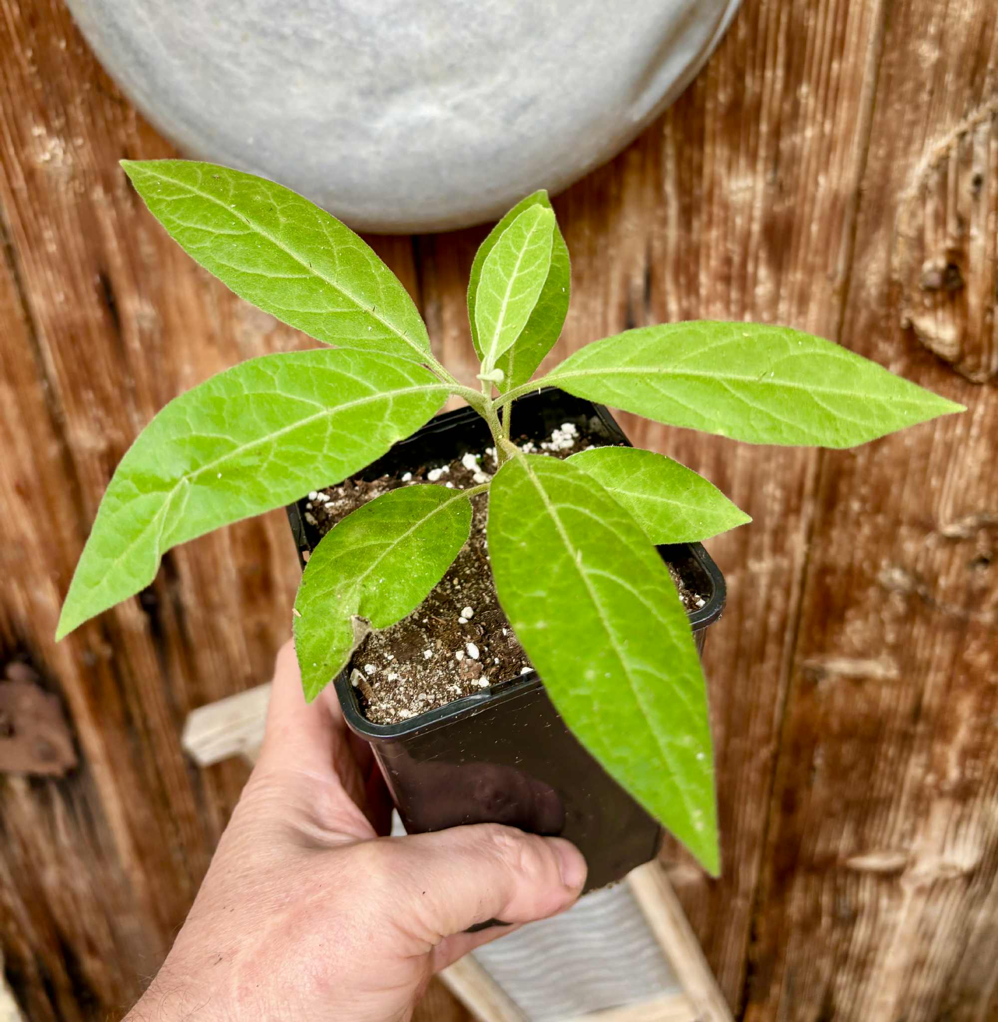 Solanum sp. Mata Escura - 1 potted plant / 1 getopfte Pflanze