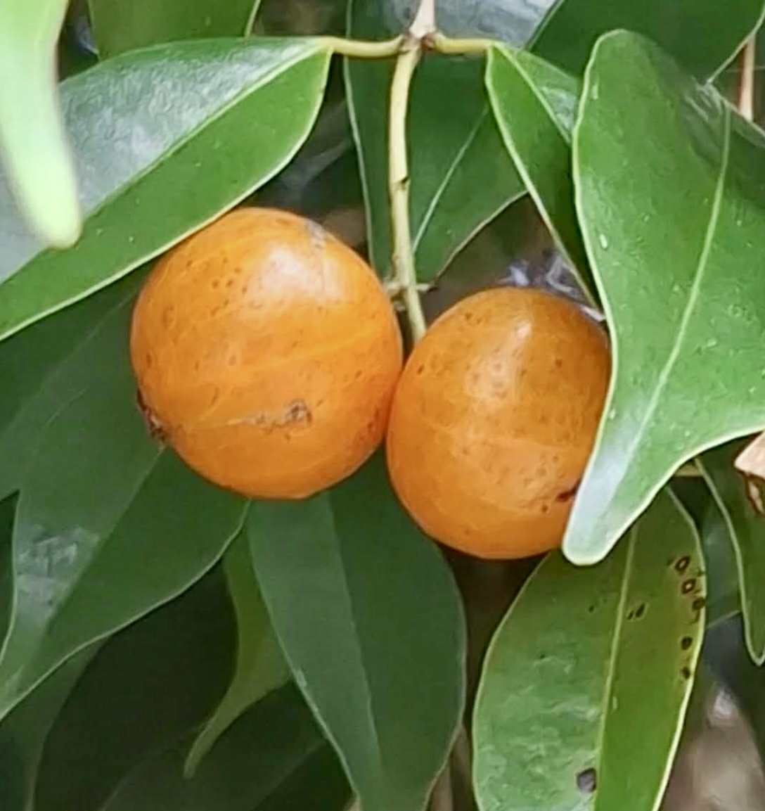 Yellow Guaburiti (Plinia rivularis var. flava) - 1 fresh seed / 1 frischer Samen