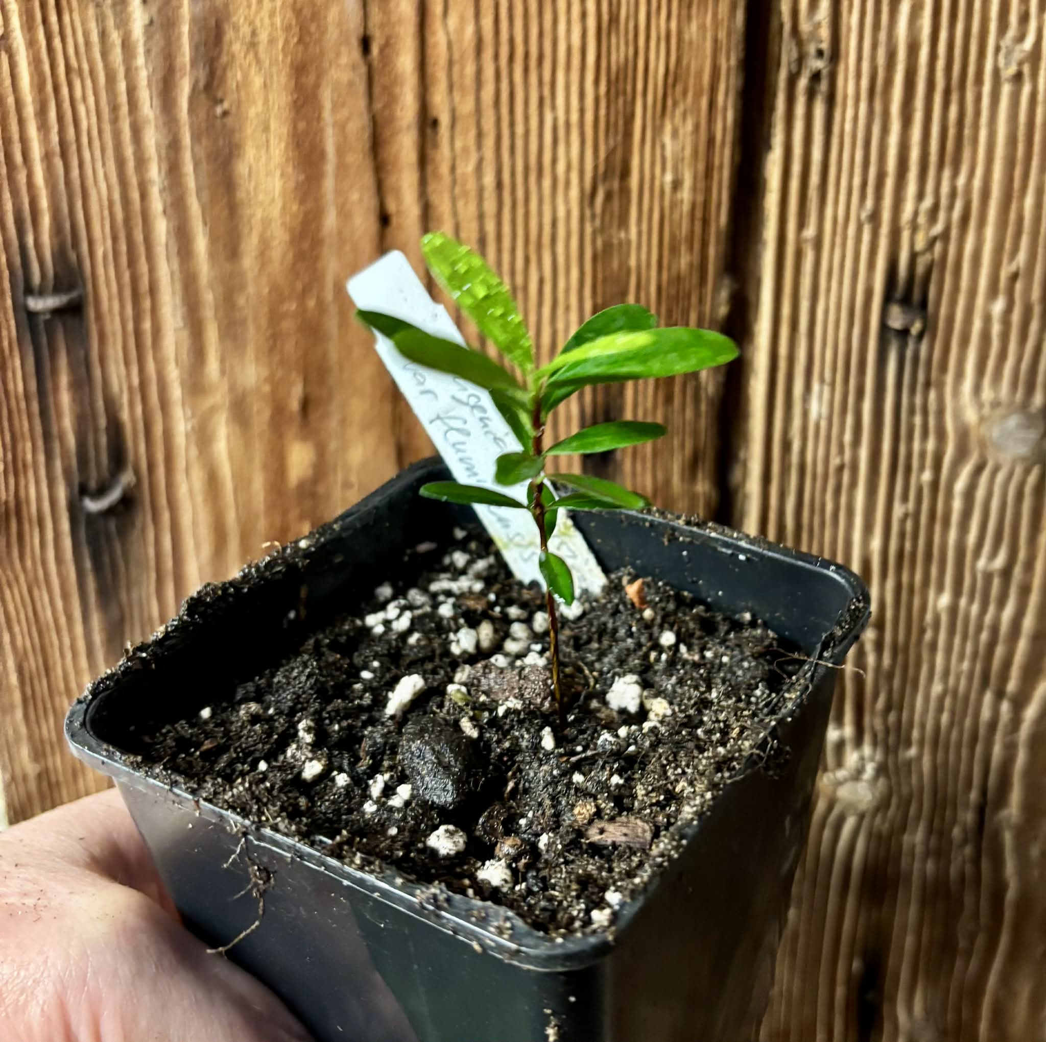Eugenia ligustrina var. fluminensis - 1 potted seedling / 1 getopfter Sämling