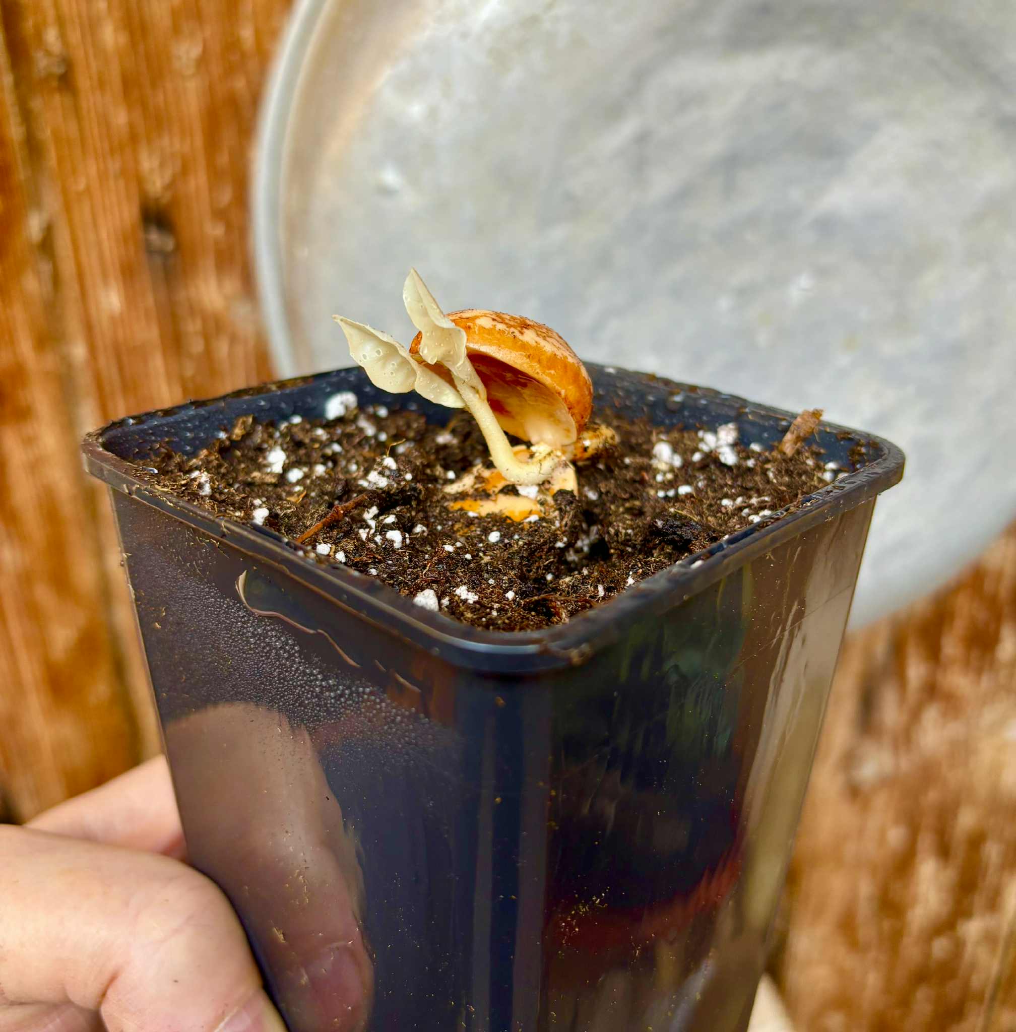 Pradosia sp Rondonia - 1 potted seedling / 1 getopfter Sämling