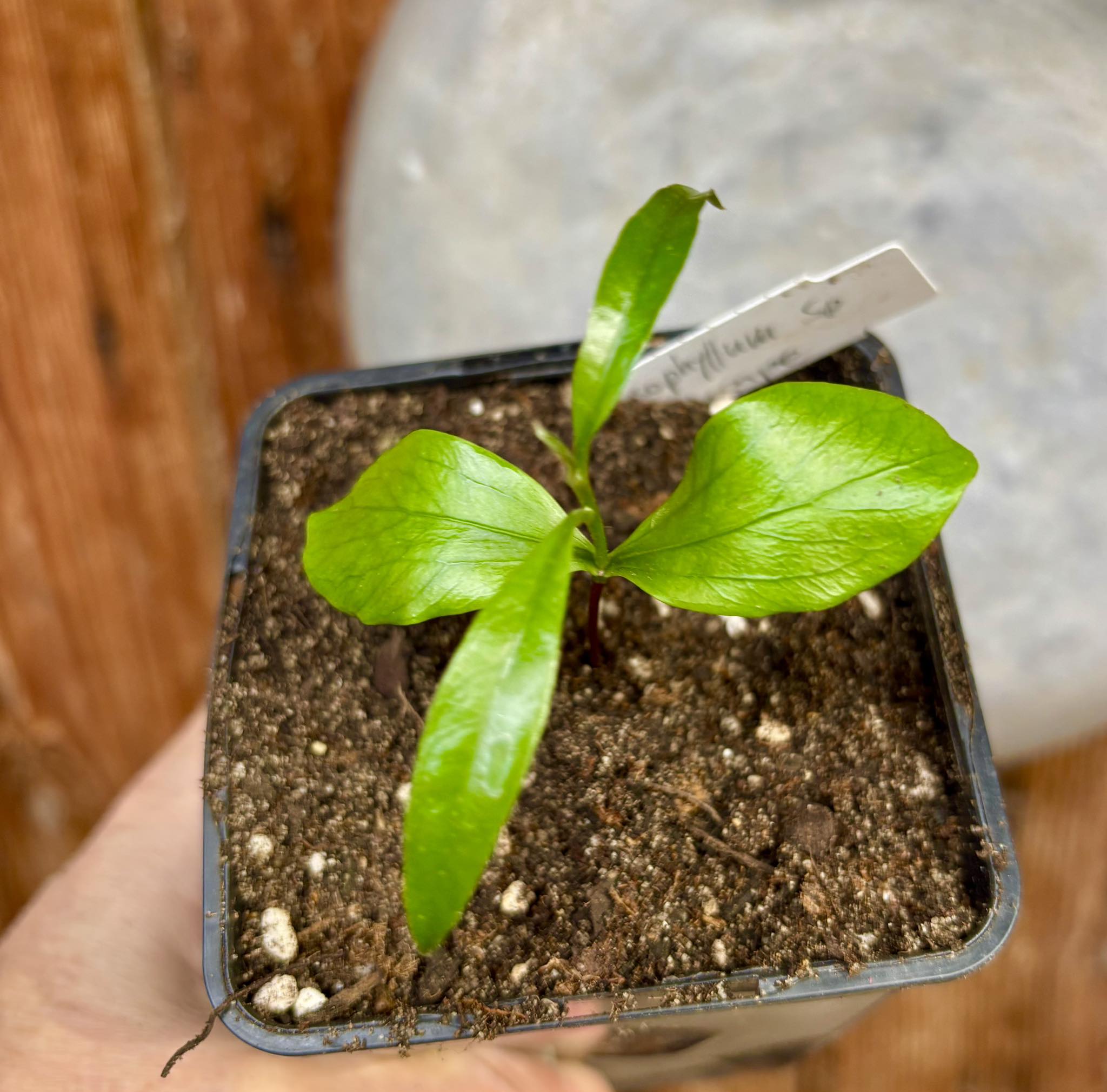 Chrysophyllum sp Massape  -  1 small potted seedling / 1 kleiner, getopfter Sämling