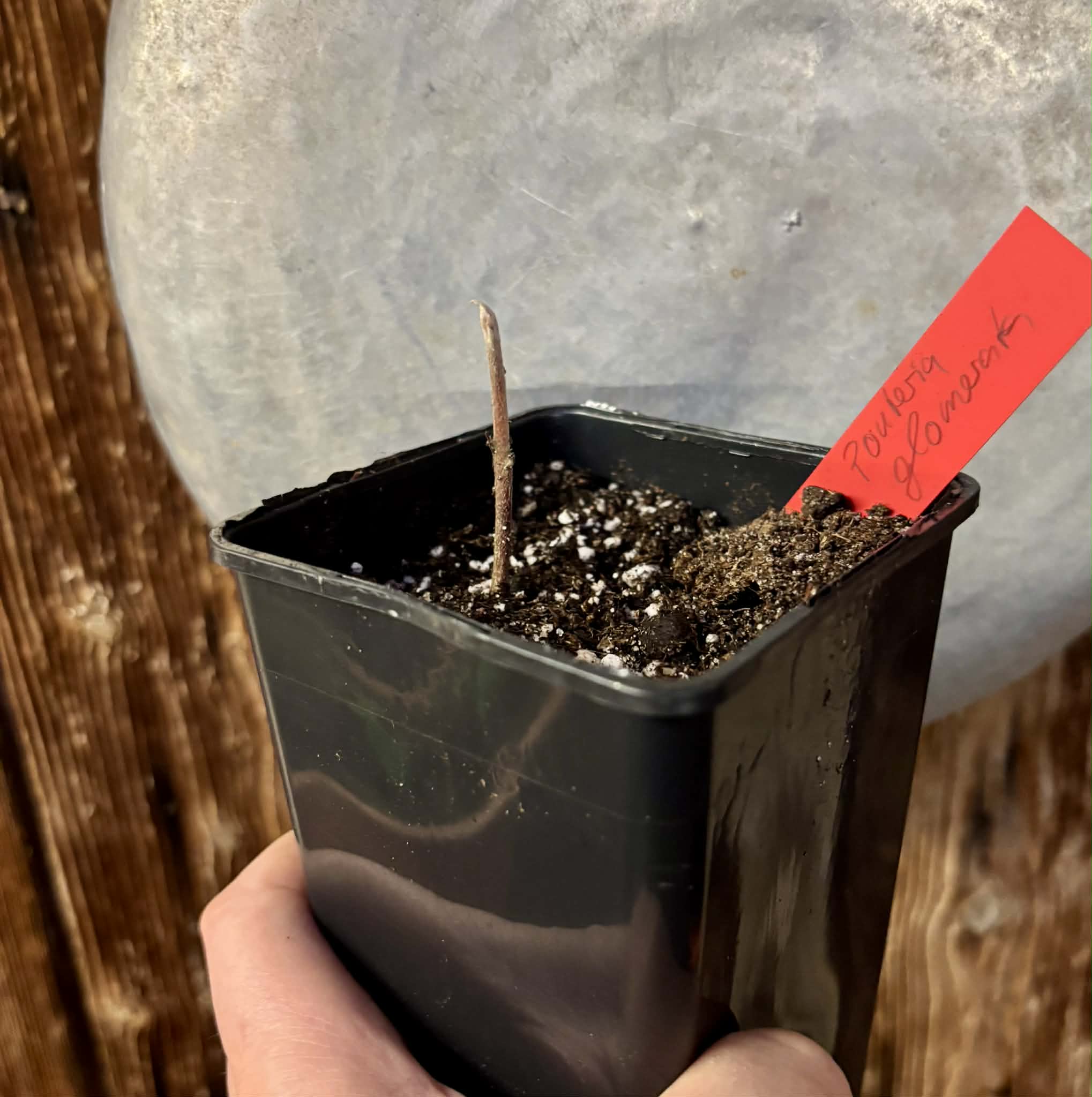 Pouteria glomerata - 1 potted seedling / 1 getopfter Sämling